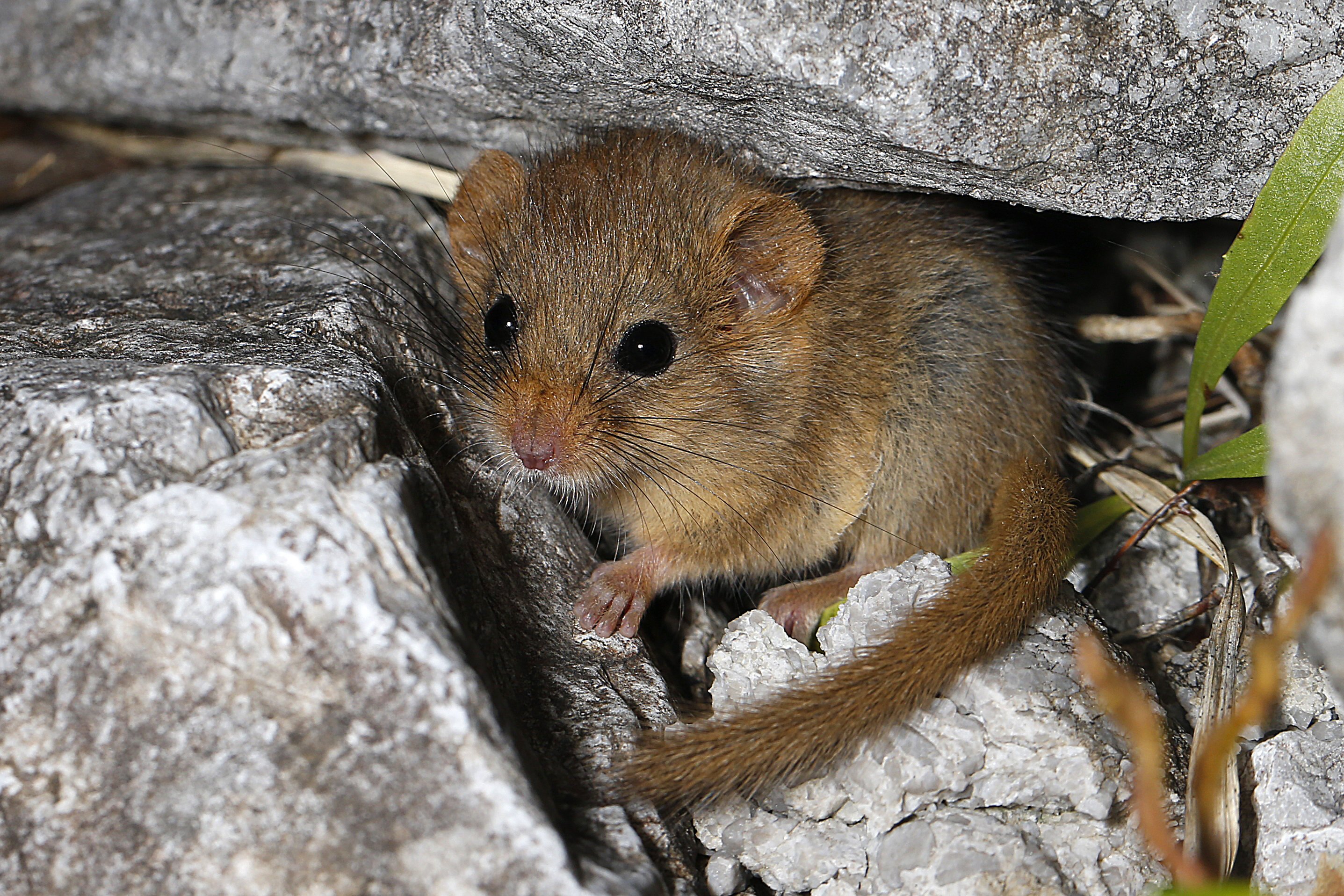 25092013095314 2172 art 976 muscardinus avellanarius haselmaus1.2