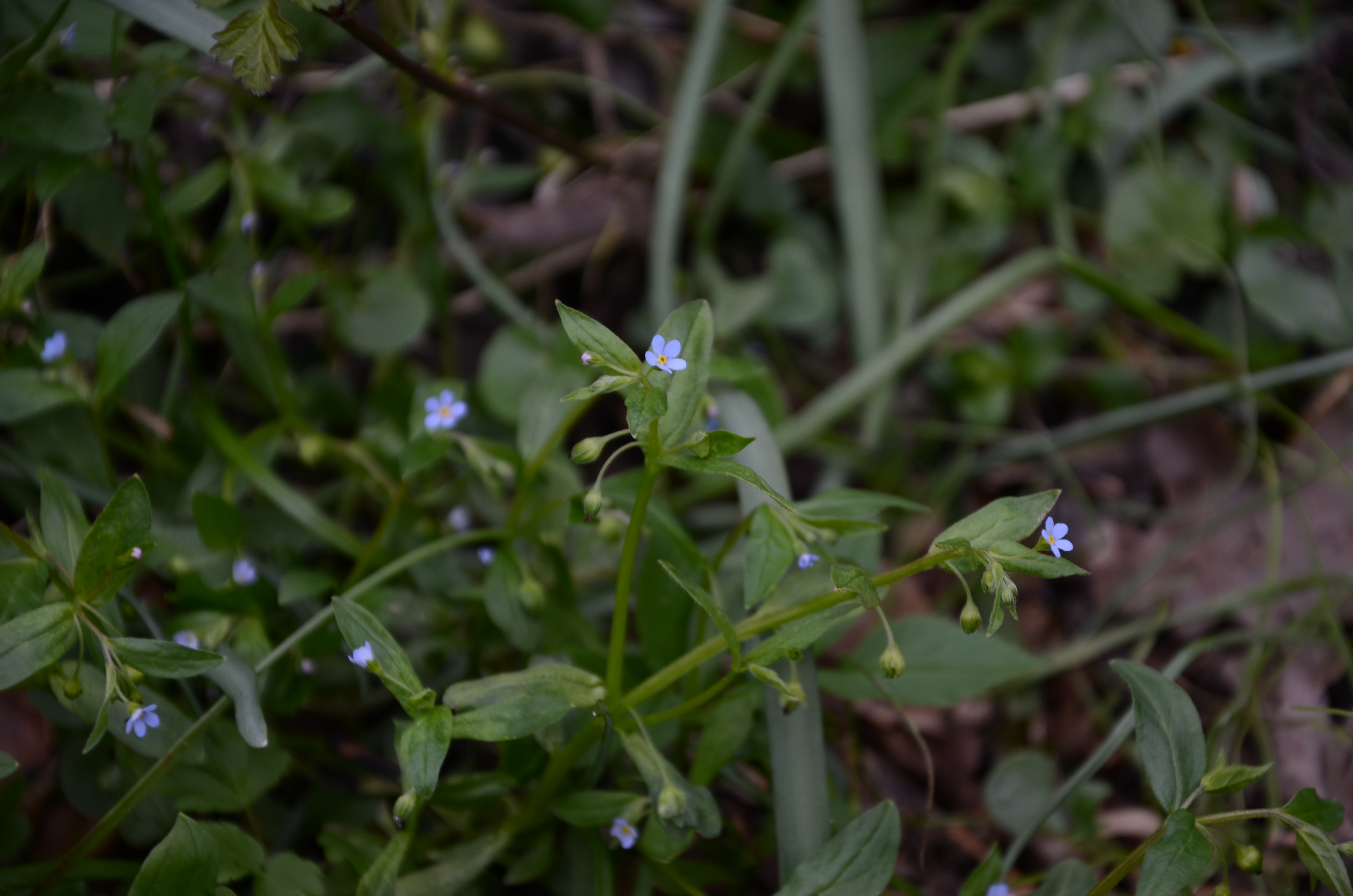 26032014185458 2270 art 1442 omphalodes scorpioides