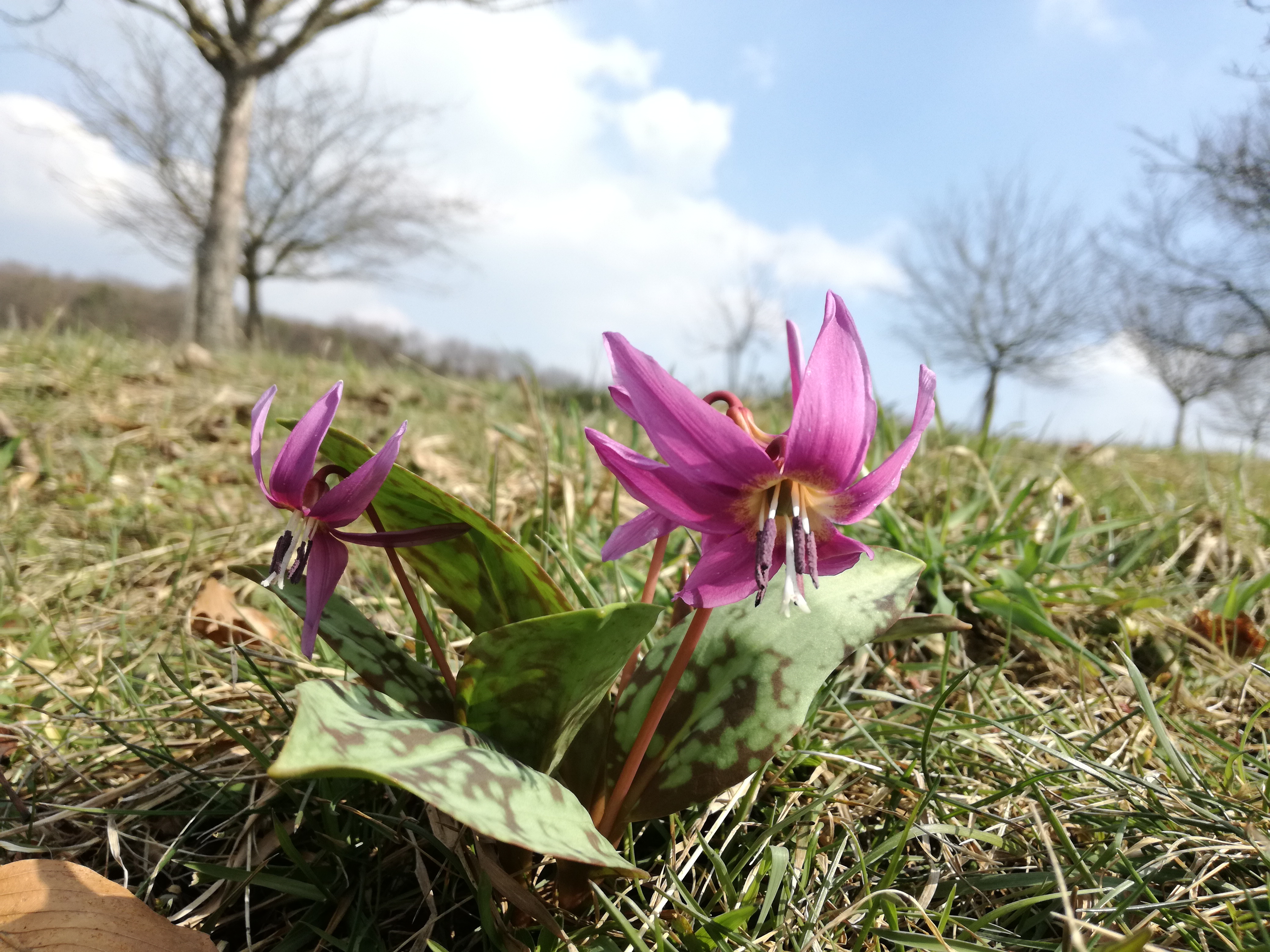 26032018212344 3486 art 1426 img 20180324 115226