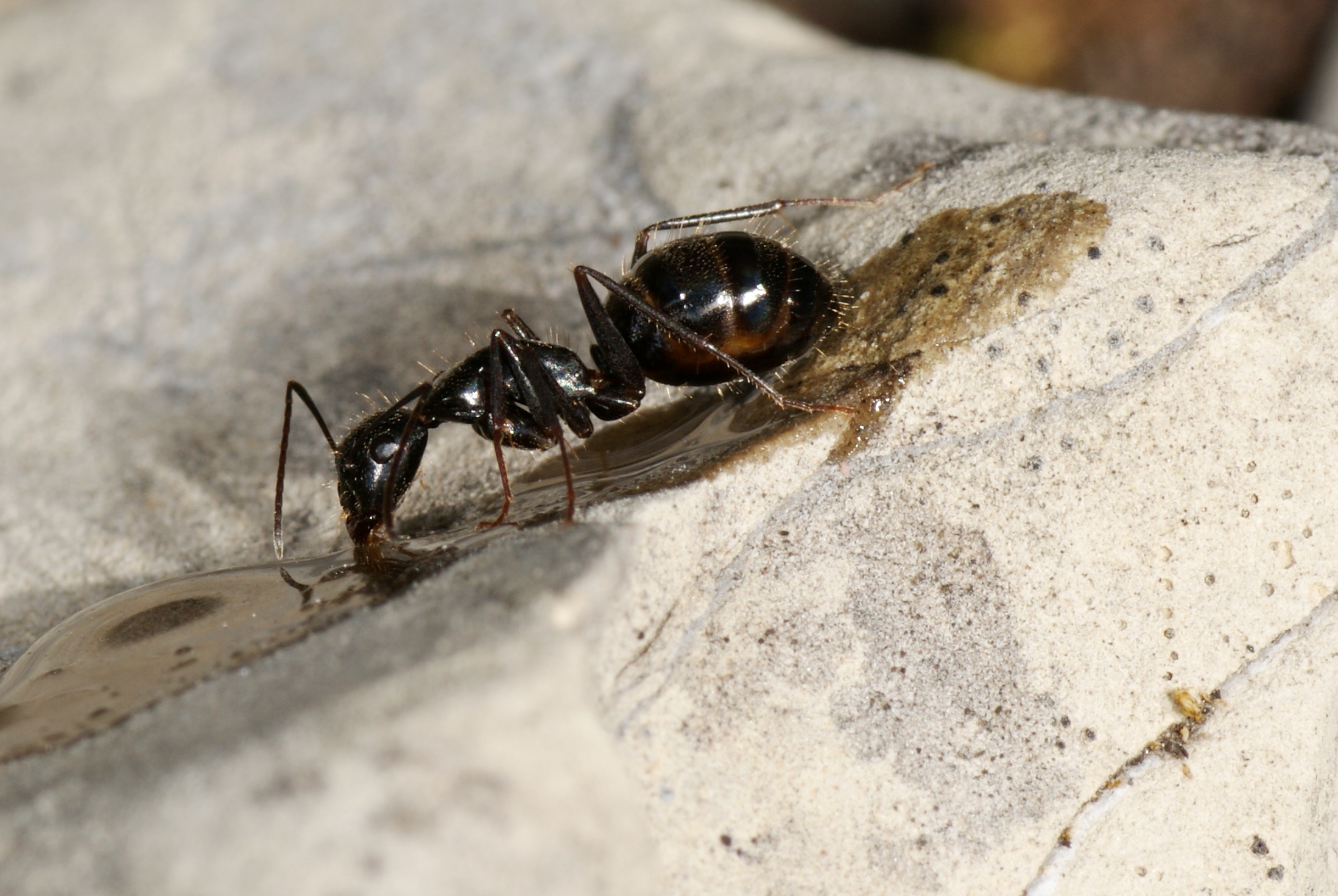 26042013131629 82 art 91 c.aethiops volker borovsky