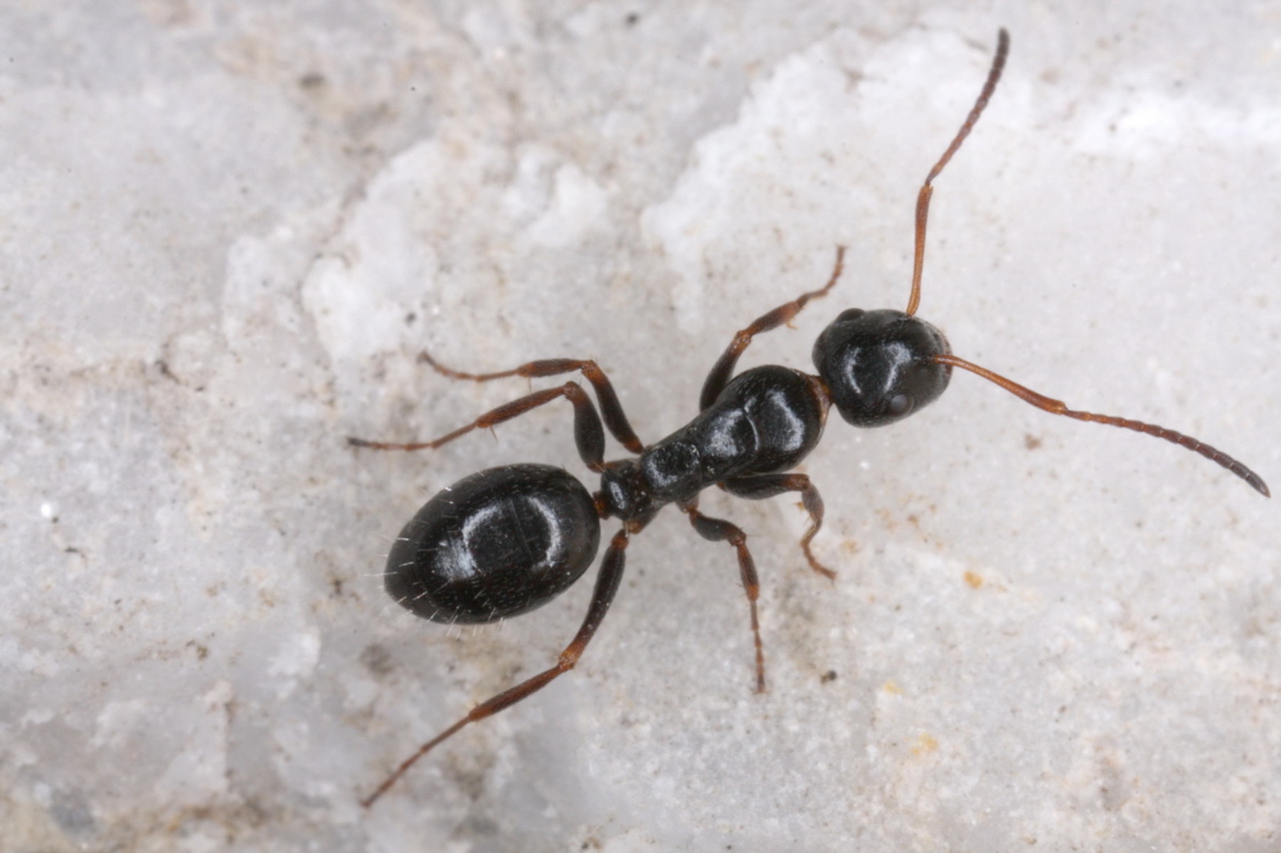 26042013132254 83 art 92 camponotus piceus st trockenrasen id047a kogel 9 9 08 chko 3