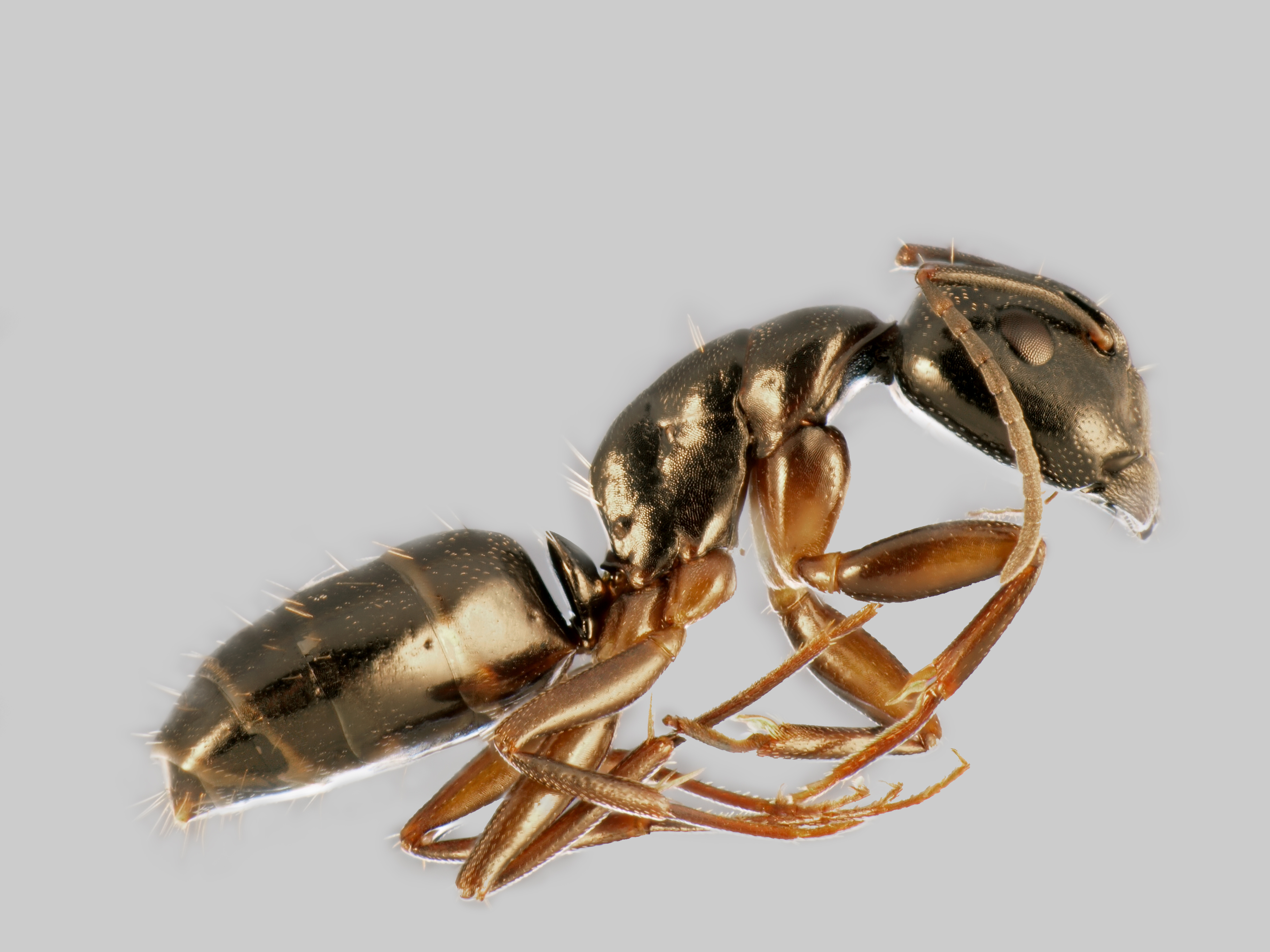 26042013132741 84 art 93 camponotus fallax mueller