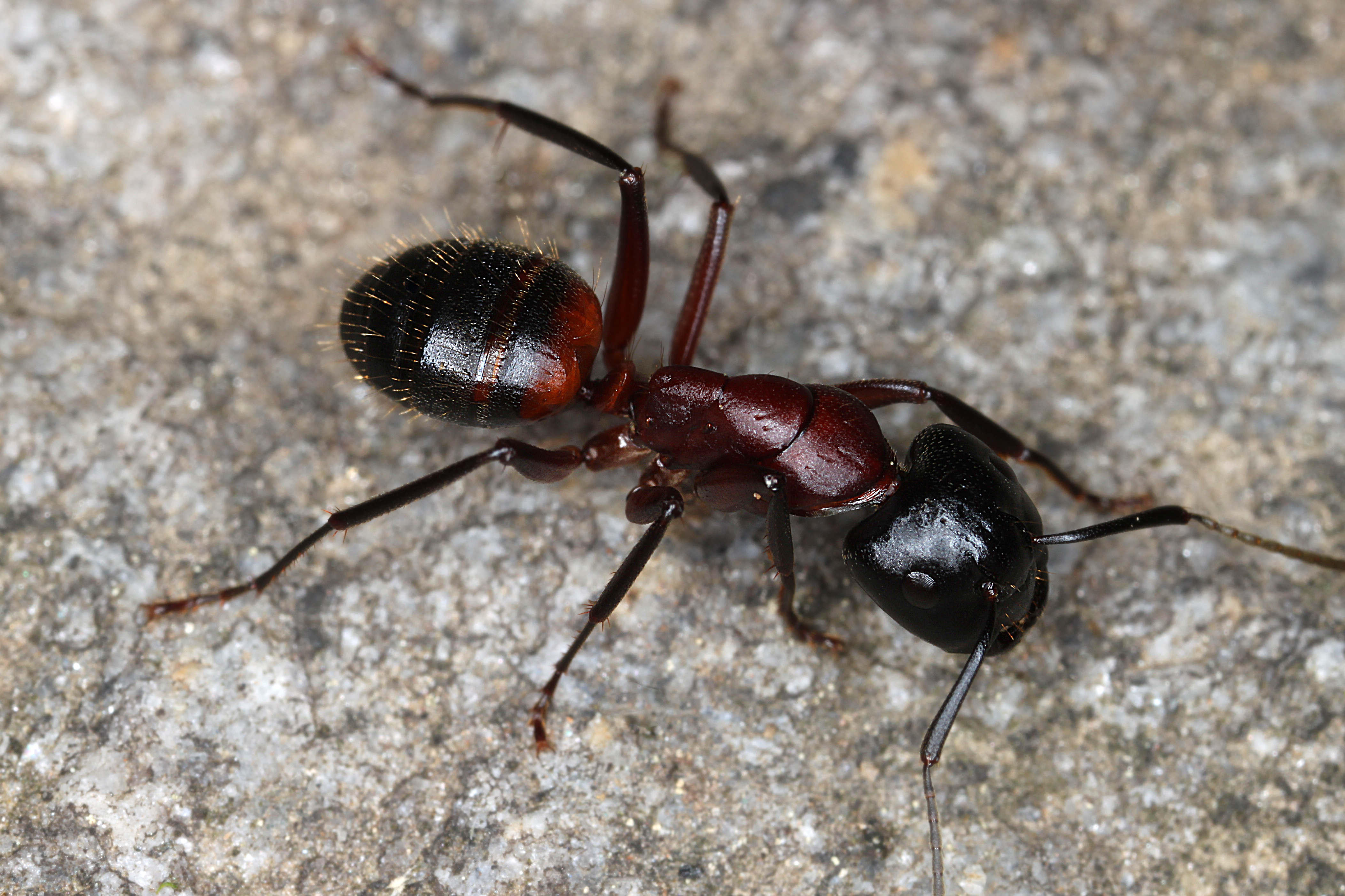26042013133420 85 art 94 camponotus ligniperda autor unbekeannt