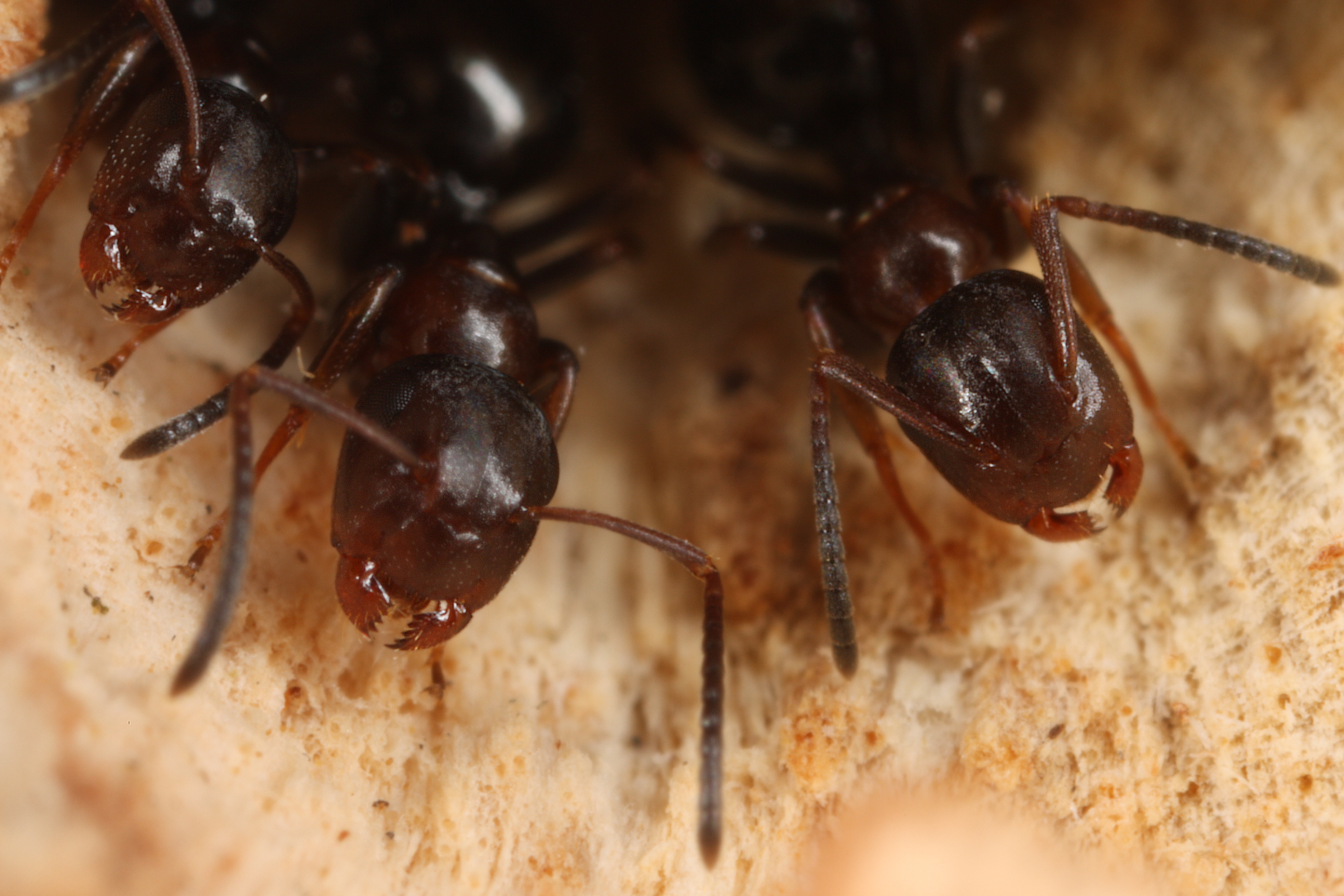 26042013134157 86 art 95 camponotus truncatus stopselkopfameise 5 kunz