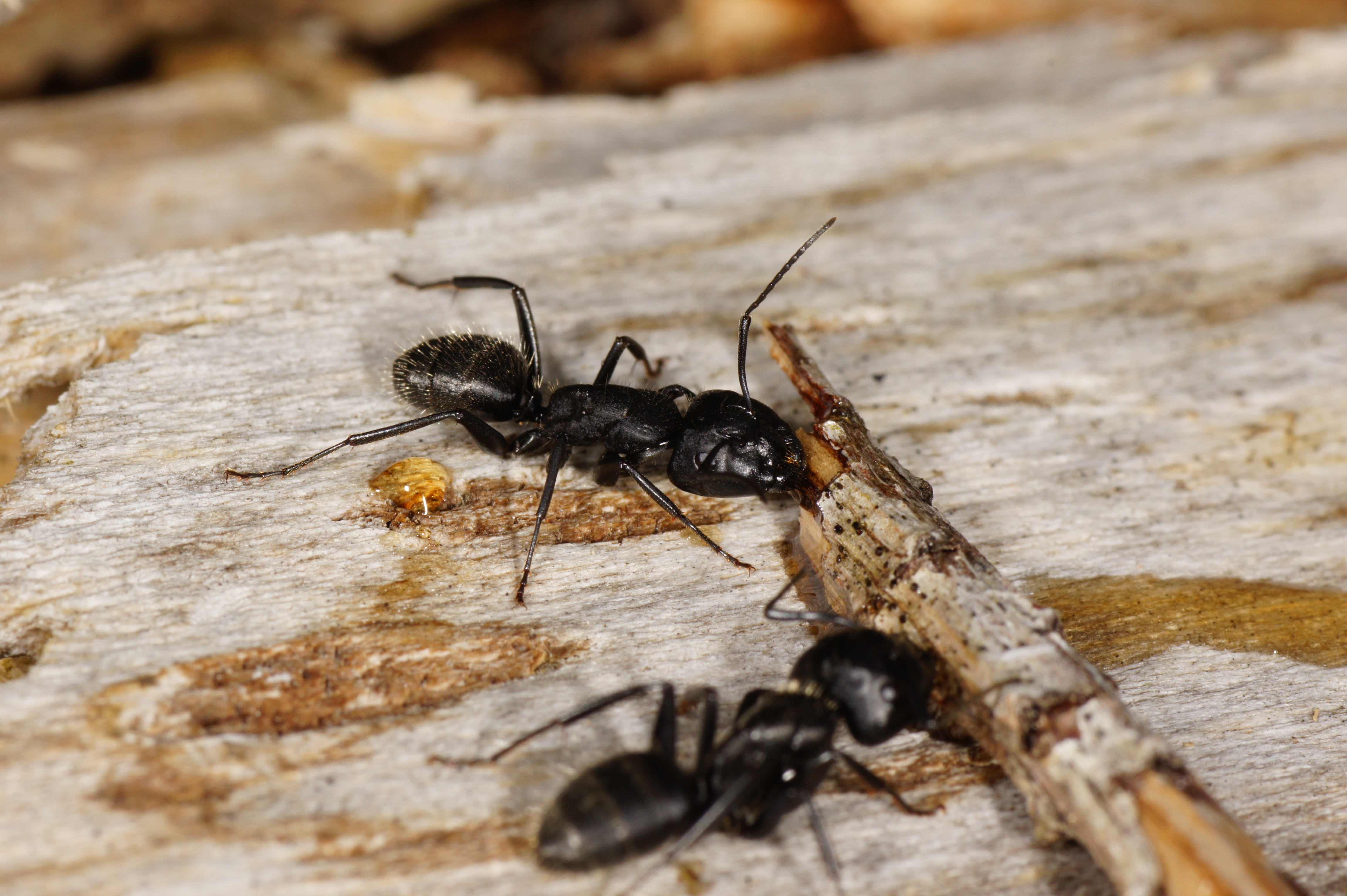 26042013144304 87 art 97 camp vagus borovsky