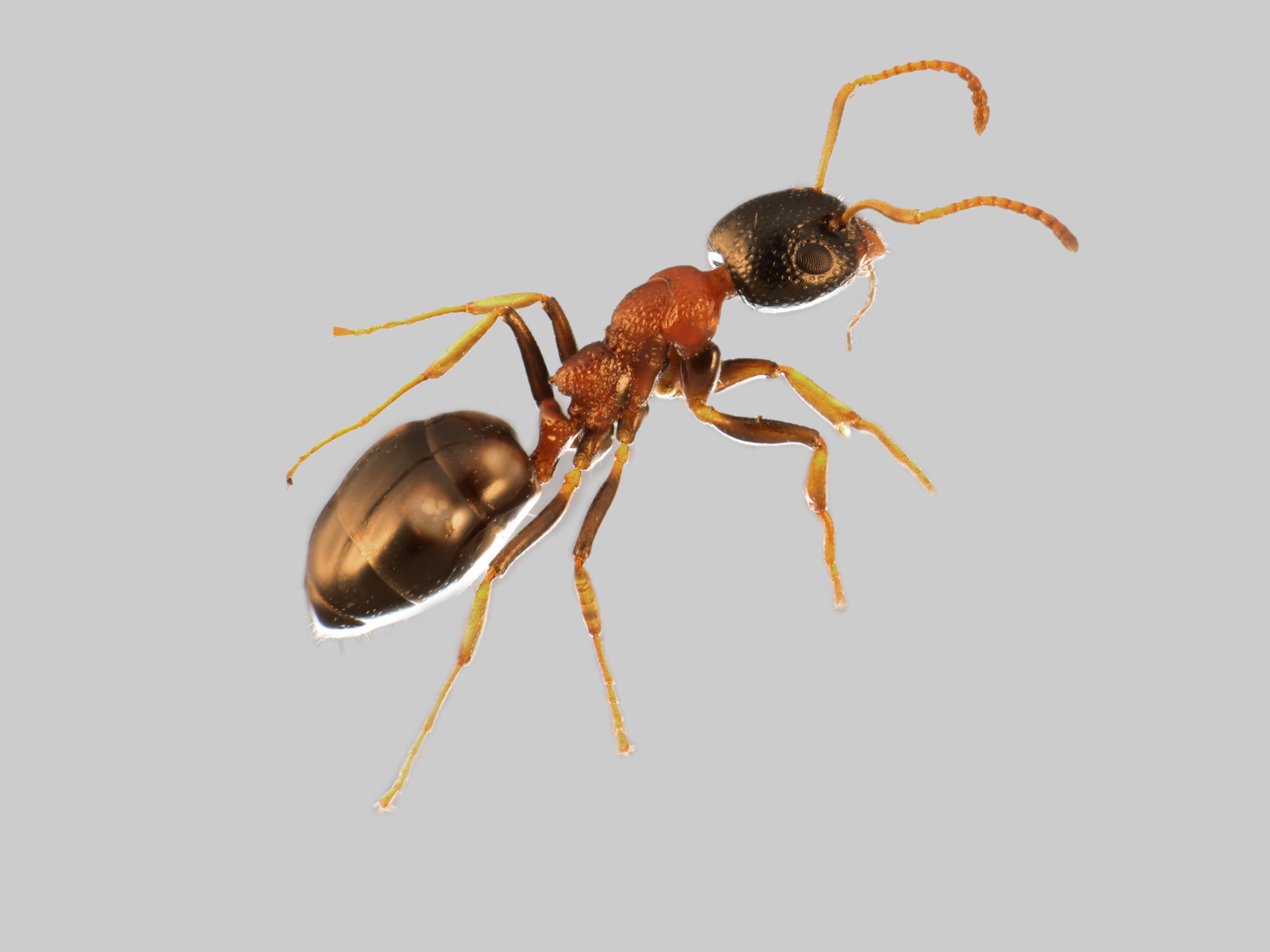 26042013145452 89 art 98 dolichoderus quadripunctatus mueller