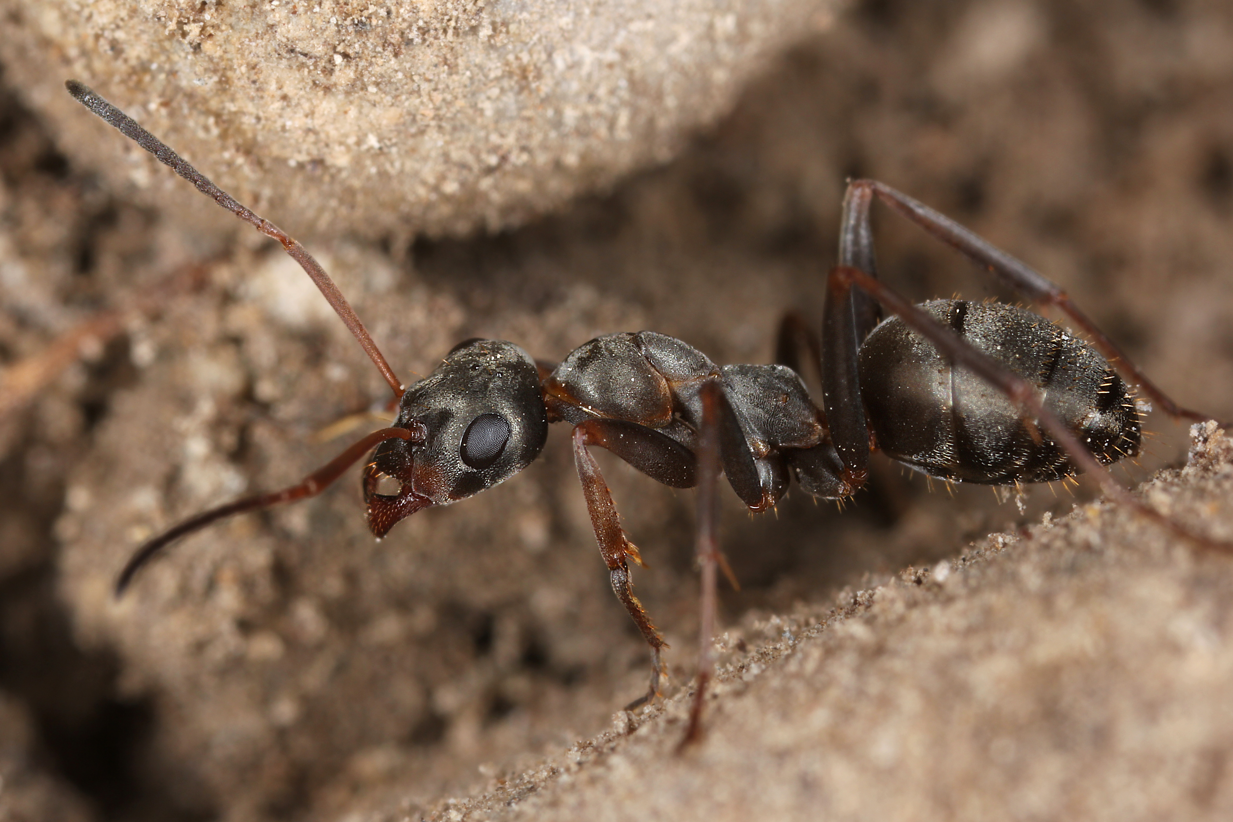 26042013151901 91 art 96 formica cunicularia osoppo tagliamento 24 04 2011 kunz