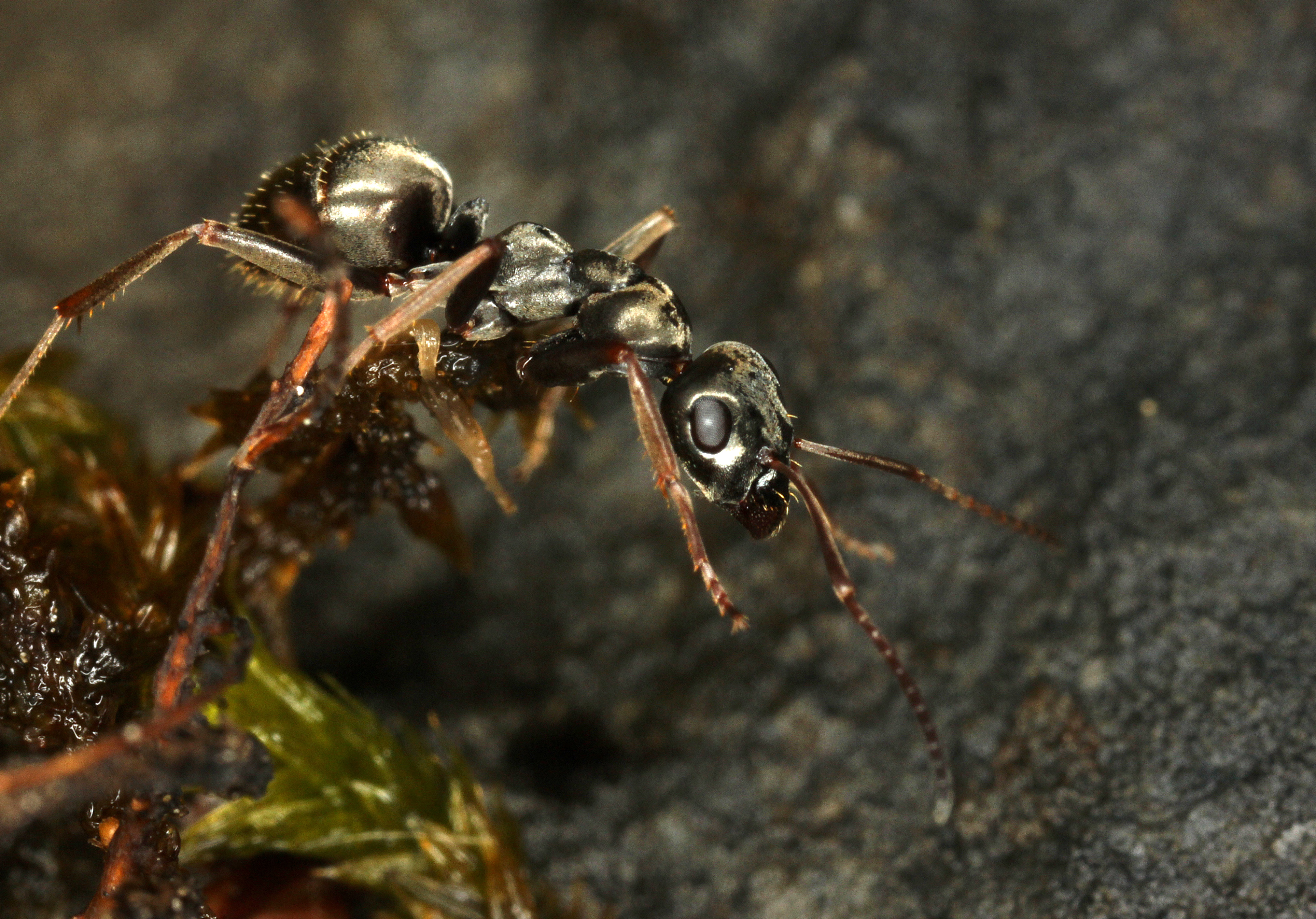 26042013152504 92 art 101 formica fusca komposch