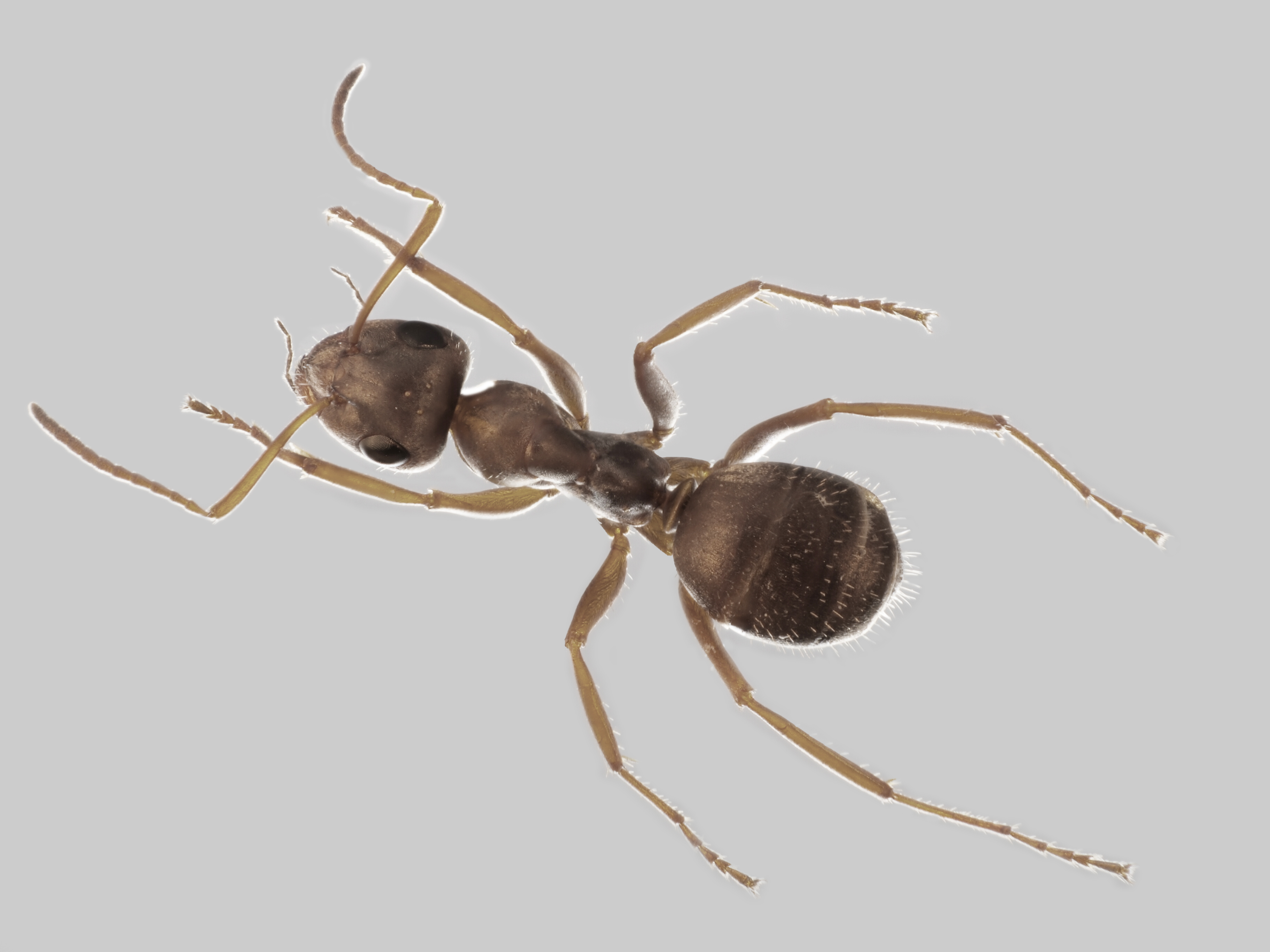 26042013153113 93 art 102 formica fuscocinerea