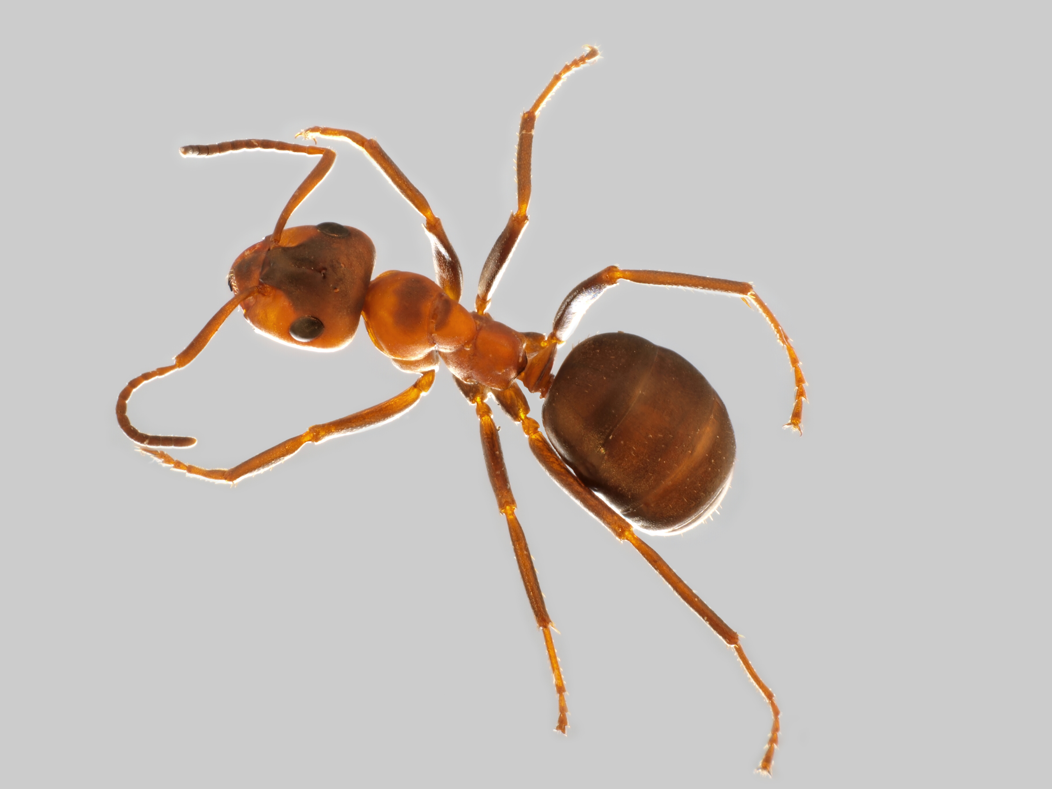 26042013154532 96 art 104 formica polyctena