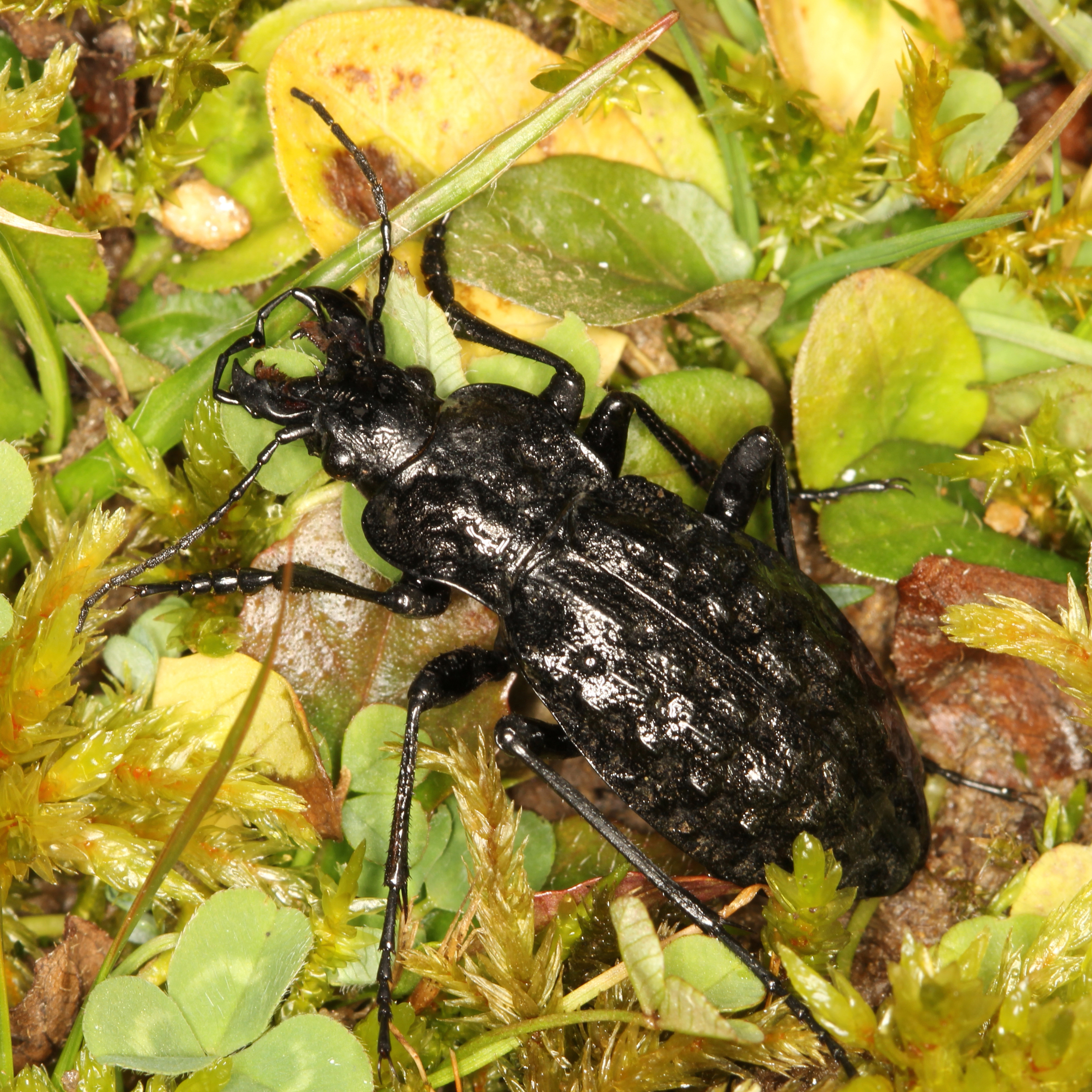 26042013223719 97 art 82 carabus nodulosus 2