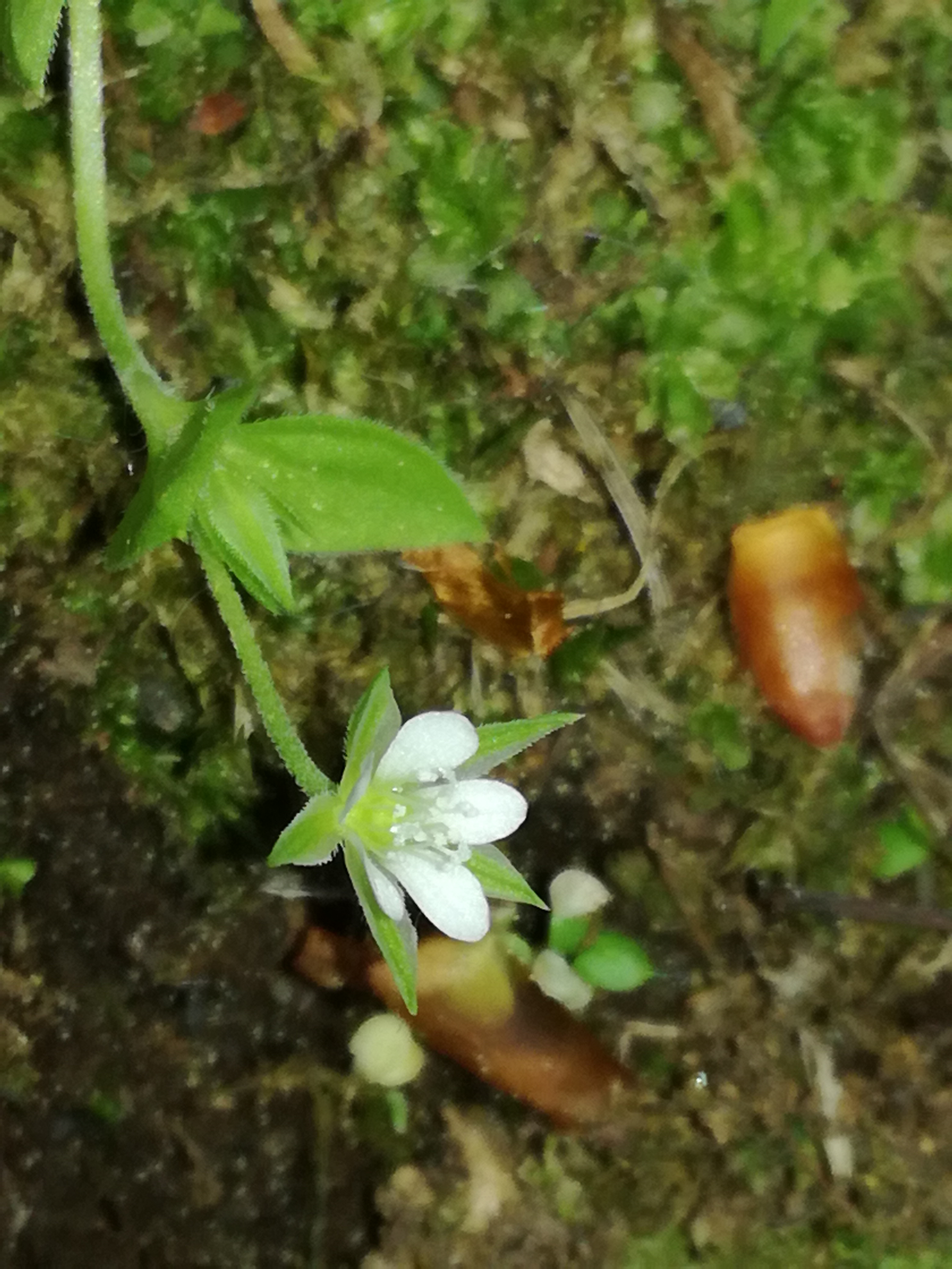 26042018192540 3544 art 2125 img 20180426 142302