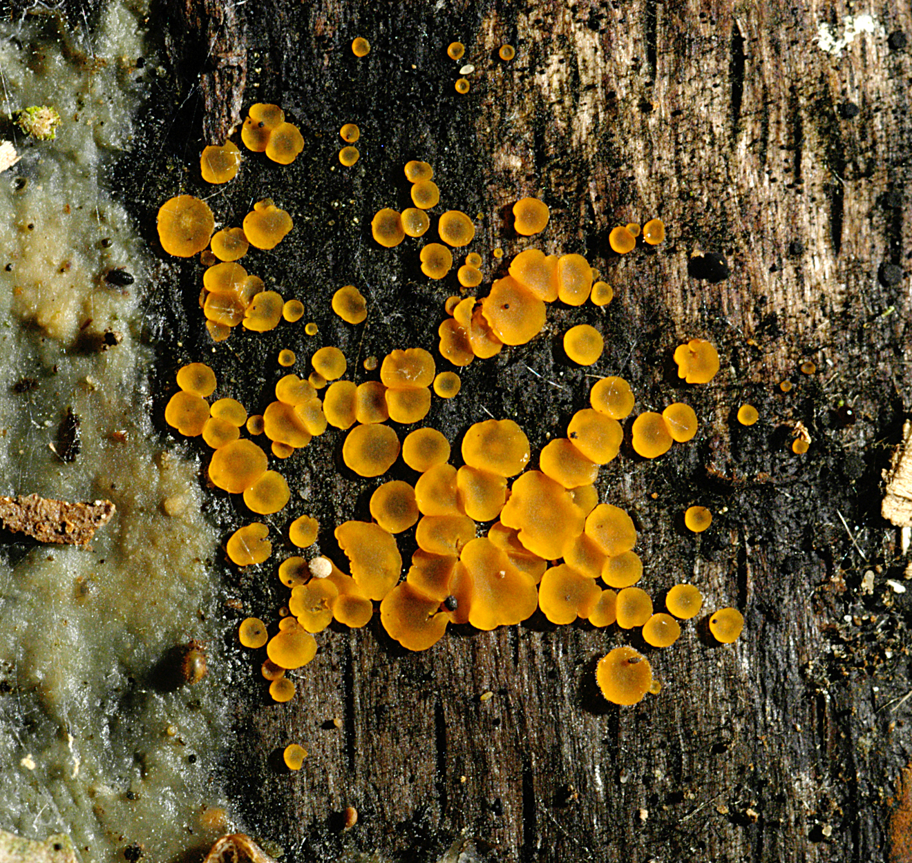 26052013082619 726 art 693 orb delicatula 4979 8 kopie