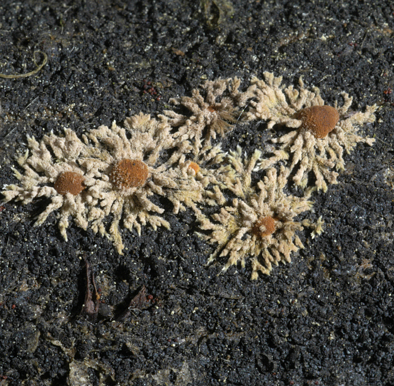 26052013101446 727 art 655 hyp jung fragif 5254 18 kopie