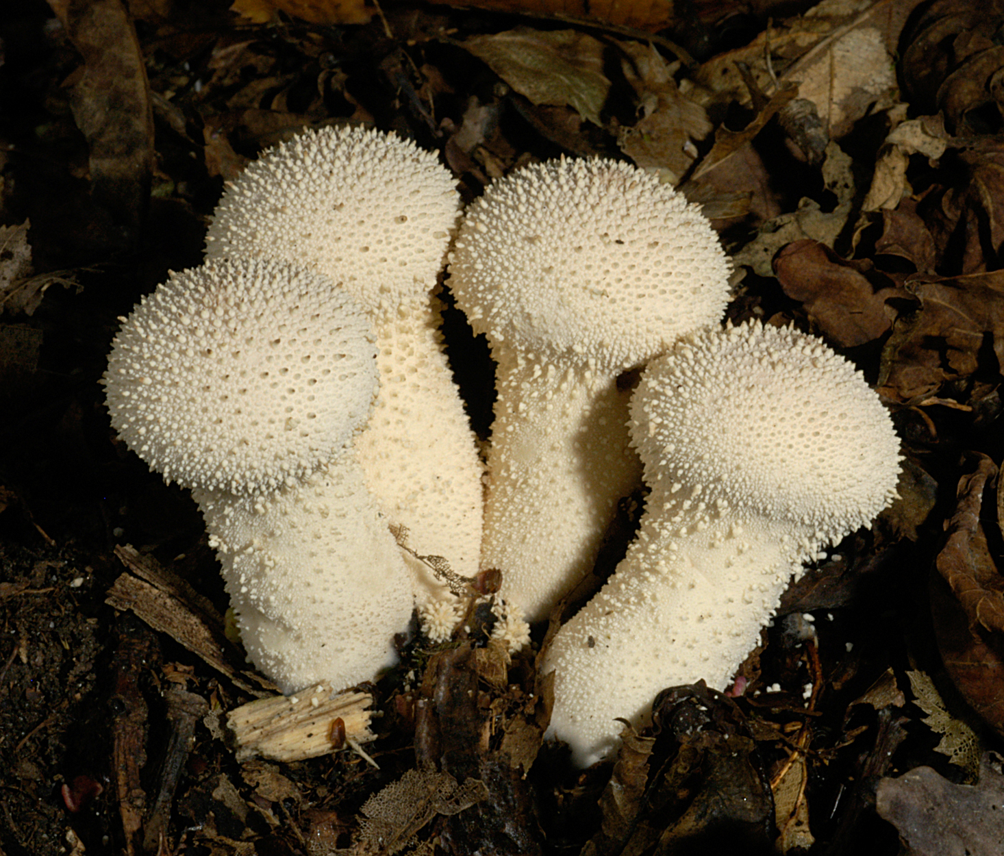 26052013195610 728 art 245 lyc perlatum 5100 42 kopie