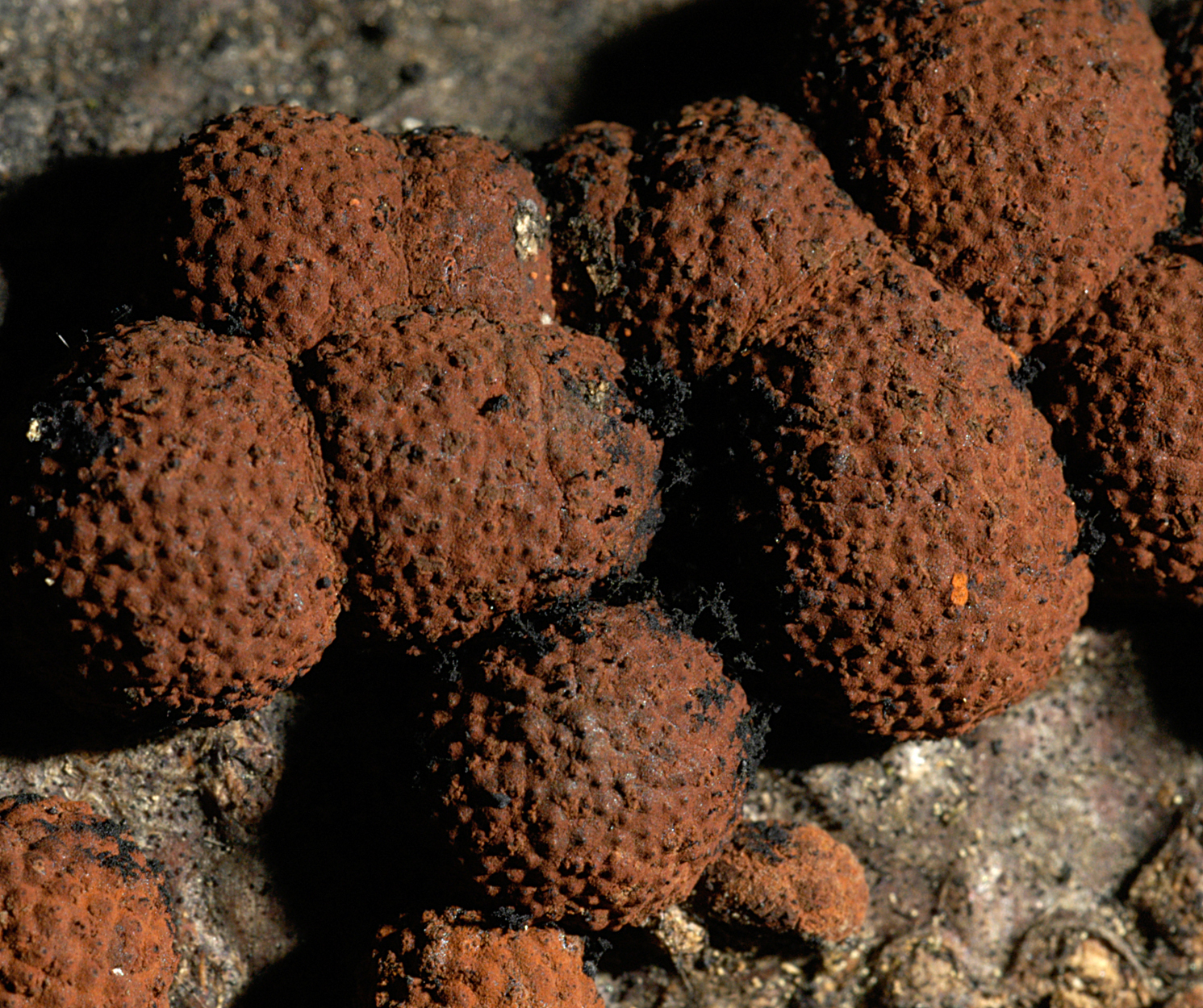 26052013212116 730 art 655 hyp fragiforme 4994 21 kopie