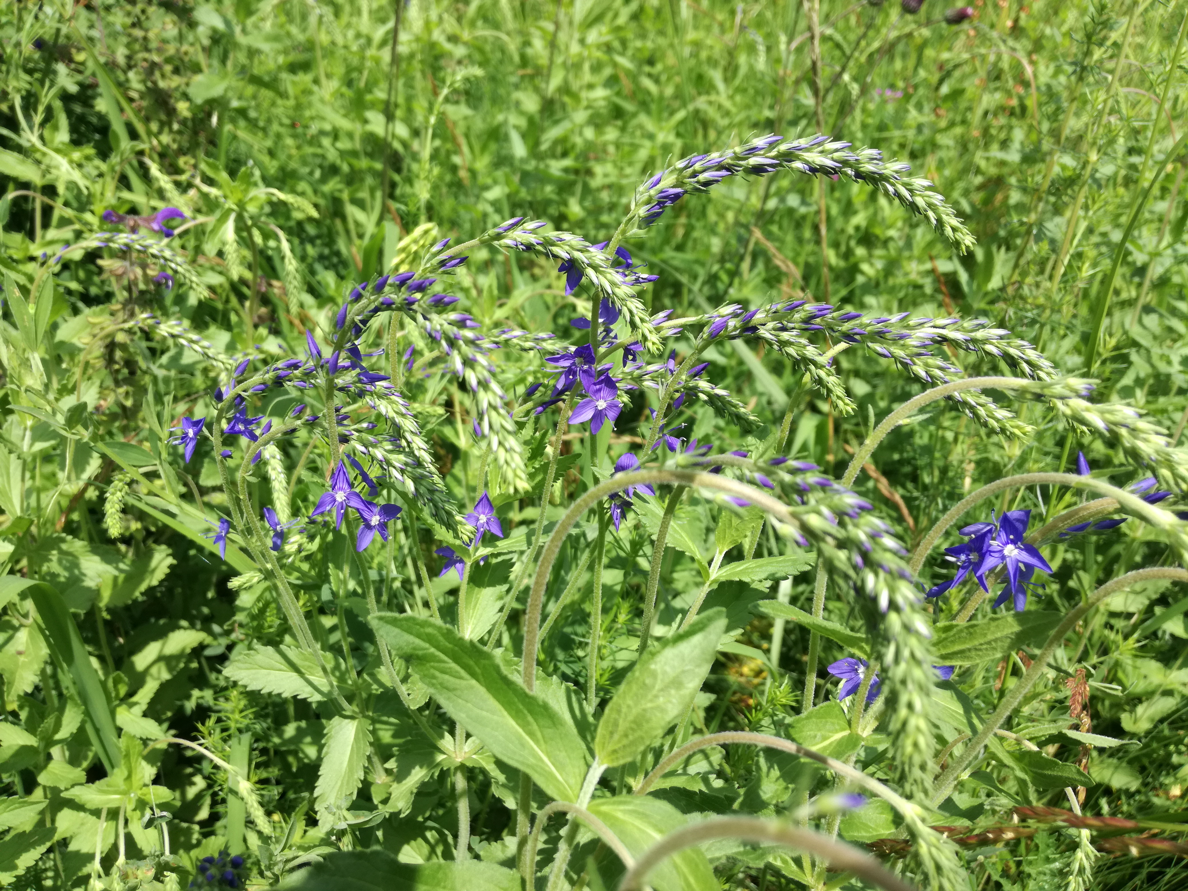 26052018203829 3685 art 2050 img 20180526 101844