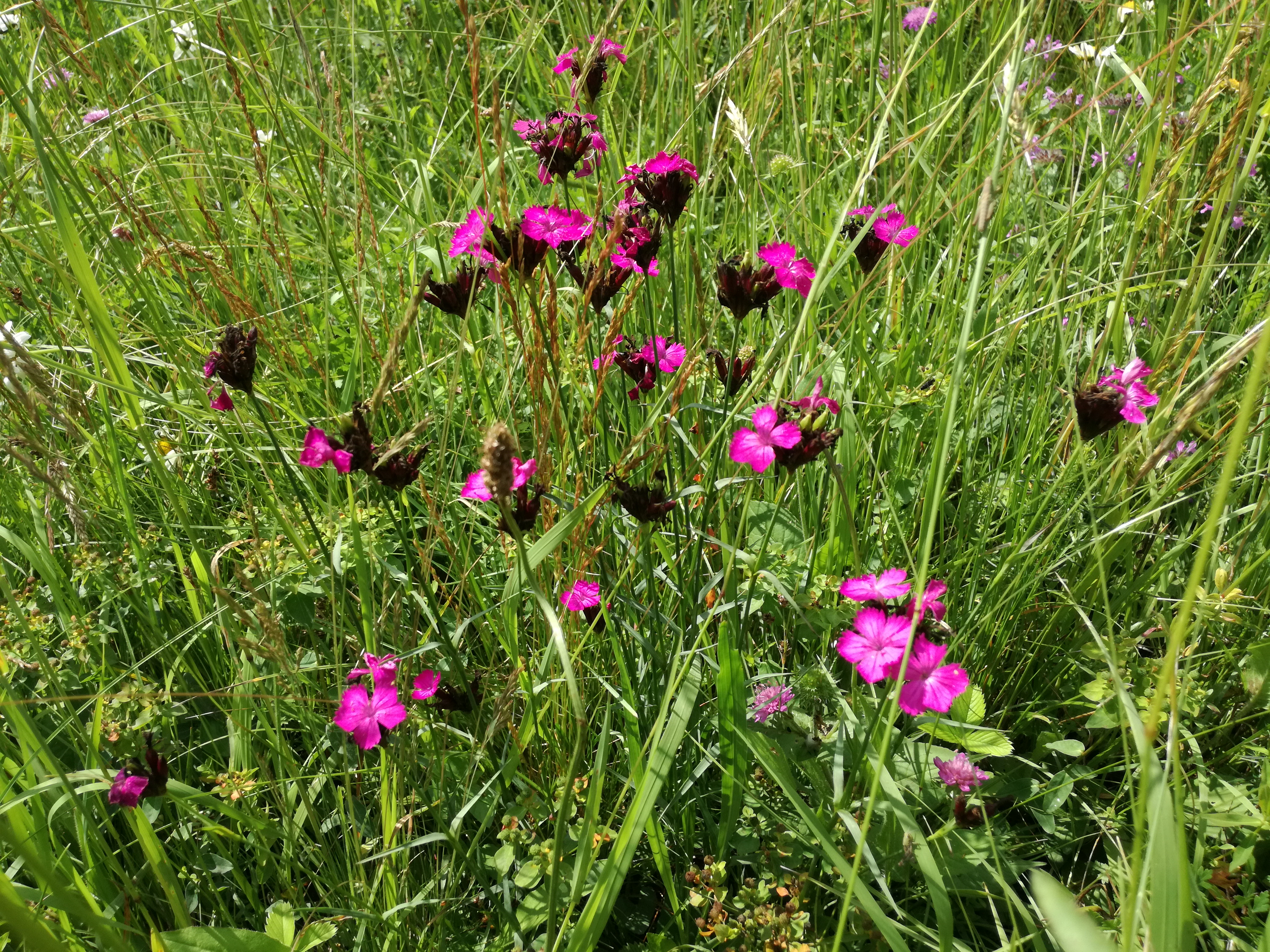 26052018215630 3690 art 554 img 20180526 102016