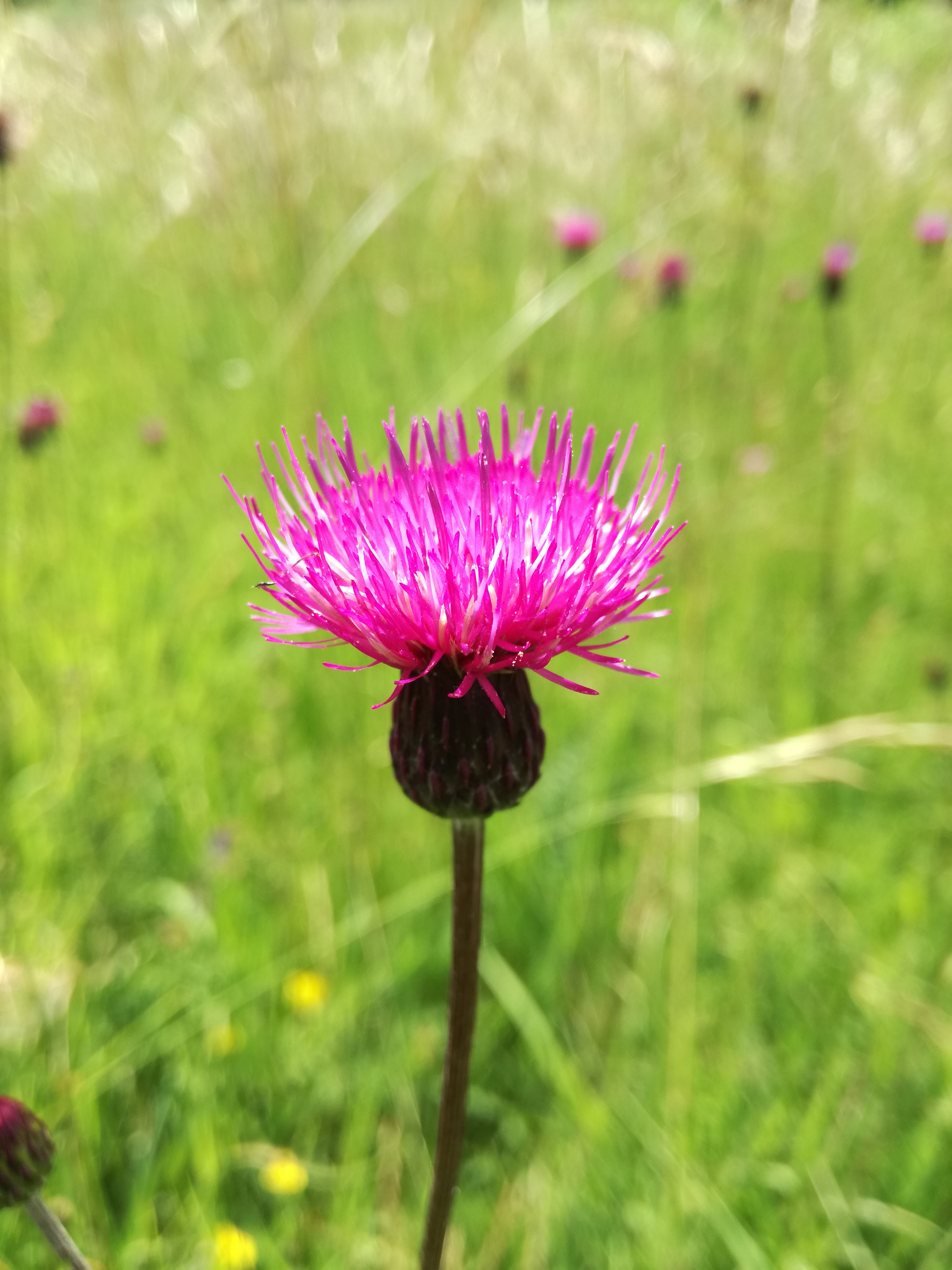 26052018215746 3691 art 1716 img 20180526 102000