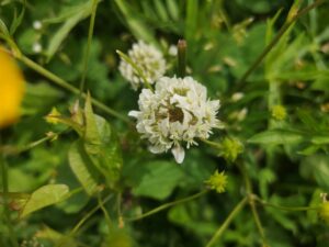 26052021131755 4068 art 1101 img 20210521 150010