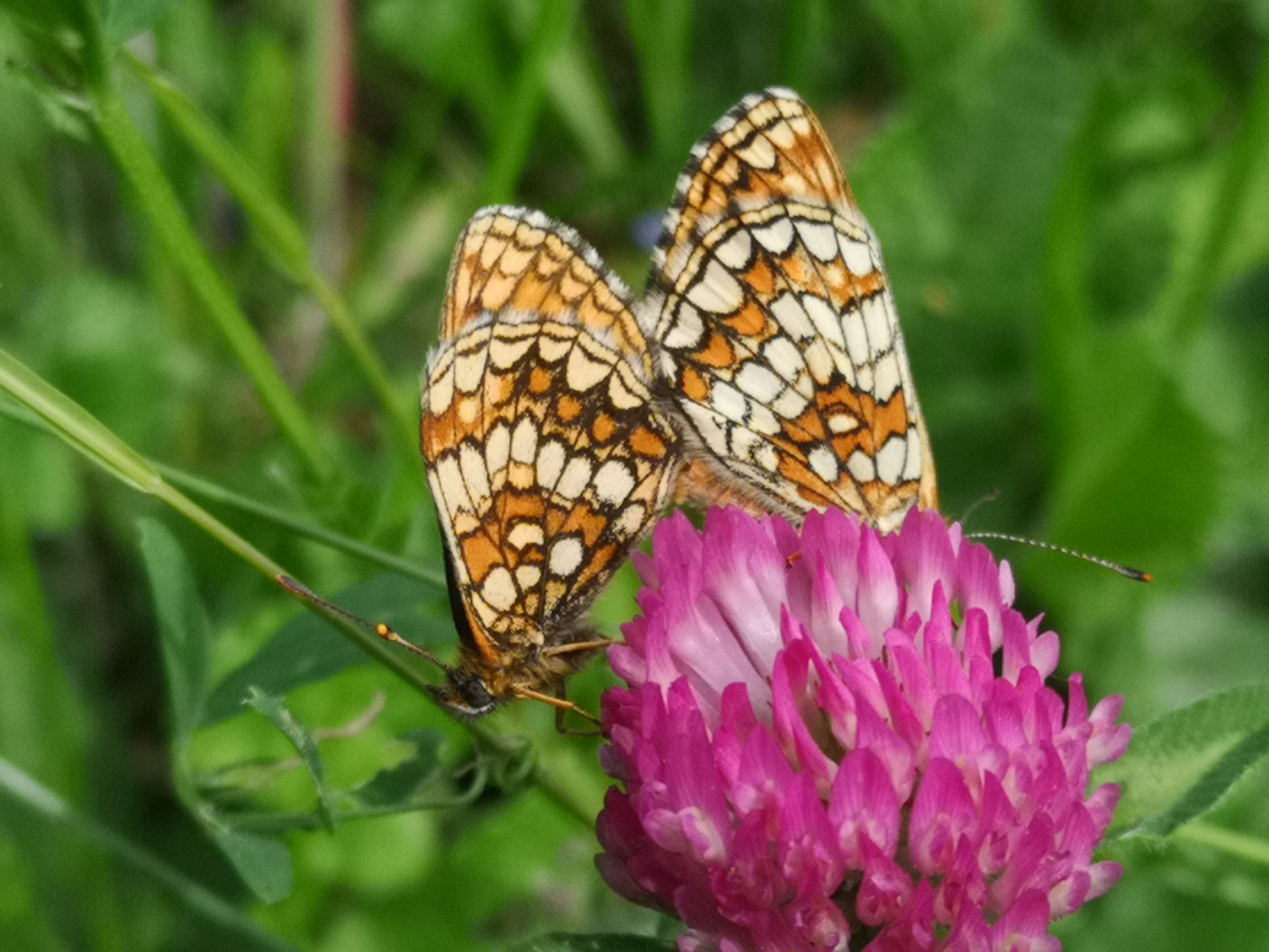 26052021134247 4076 art 840 img 20210521 143652