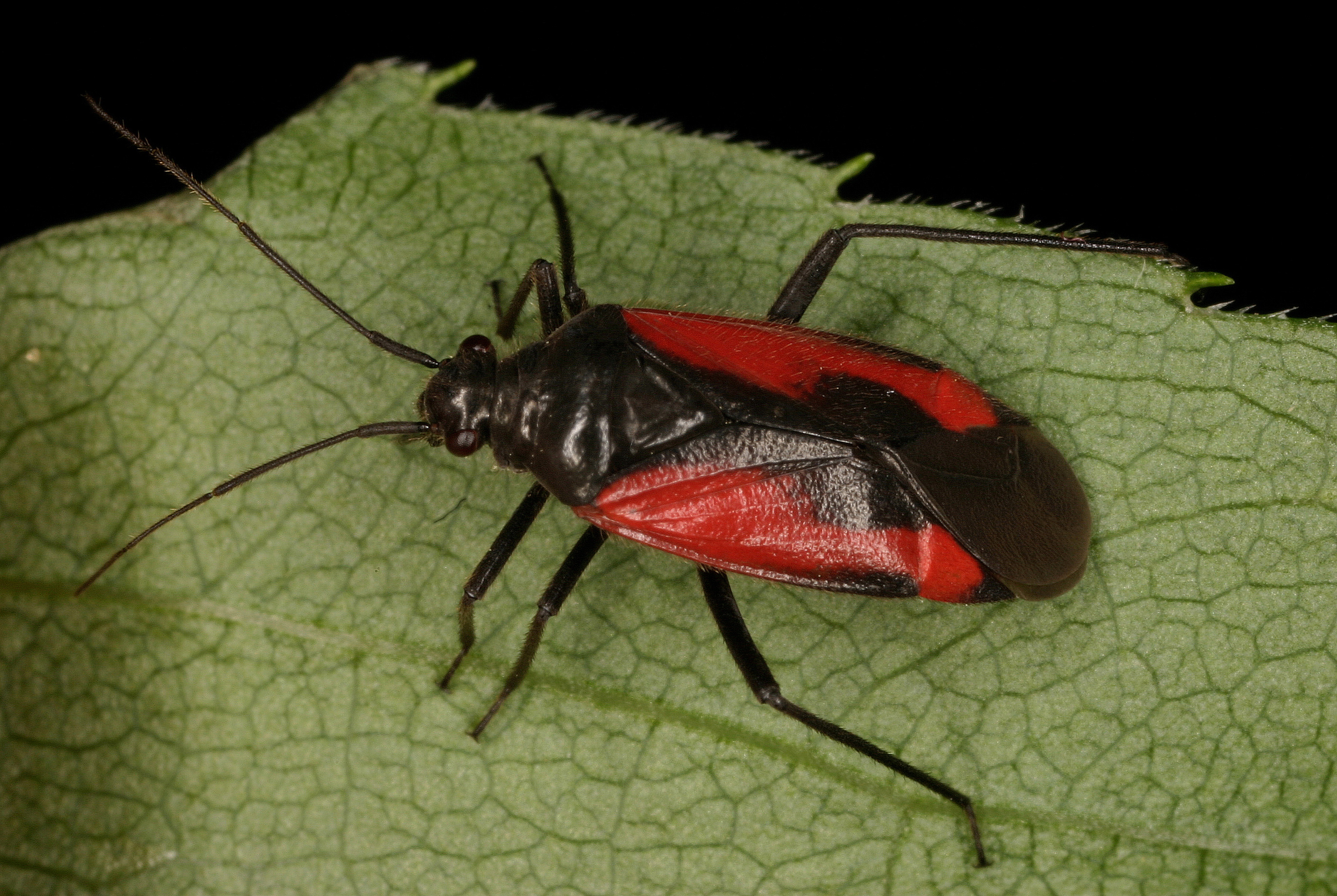 26062013141211 1053 art 413 dionconotus neglectus stmk2 wr