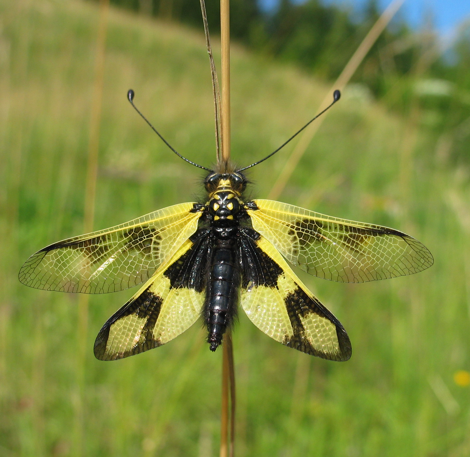 26062013144114 1054 art 893 libelloides maccaronius foto johannes gepp