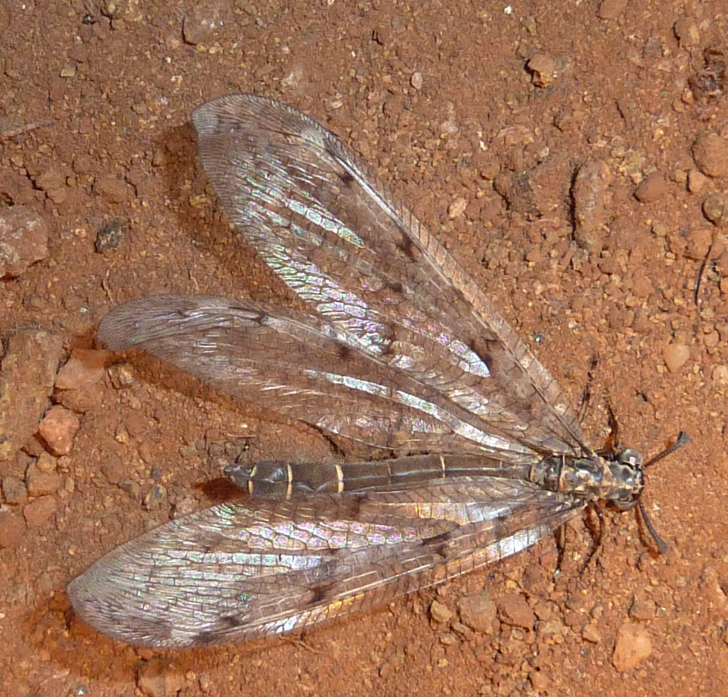 26062013150402 1055 art 894 euroleon nostras