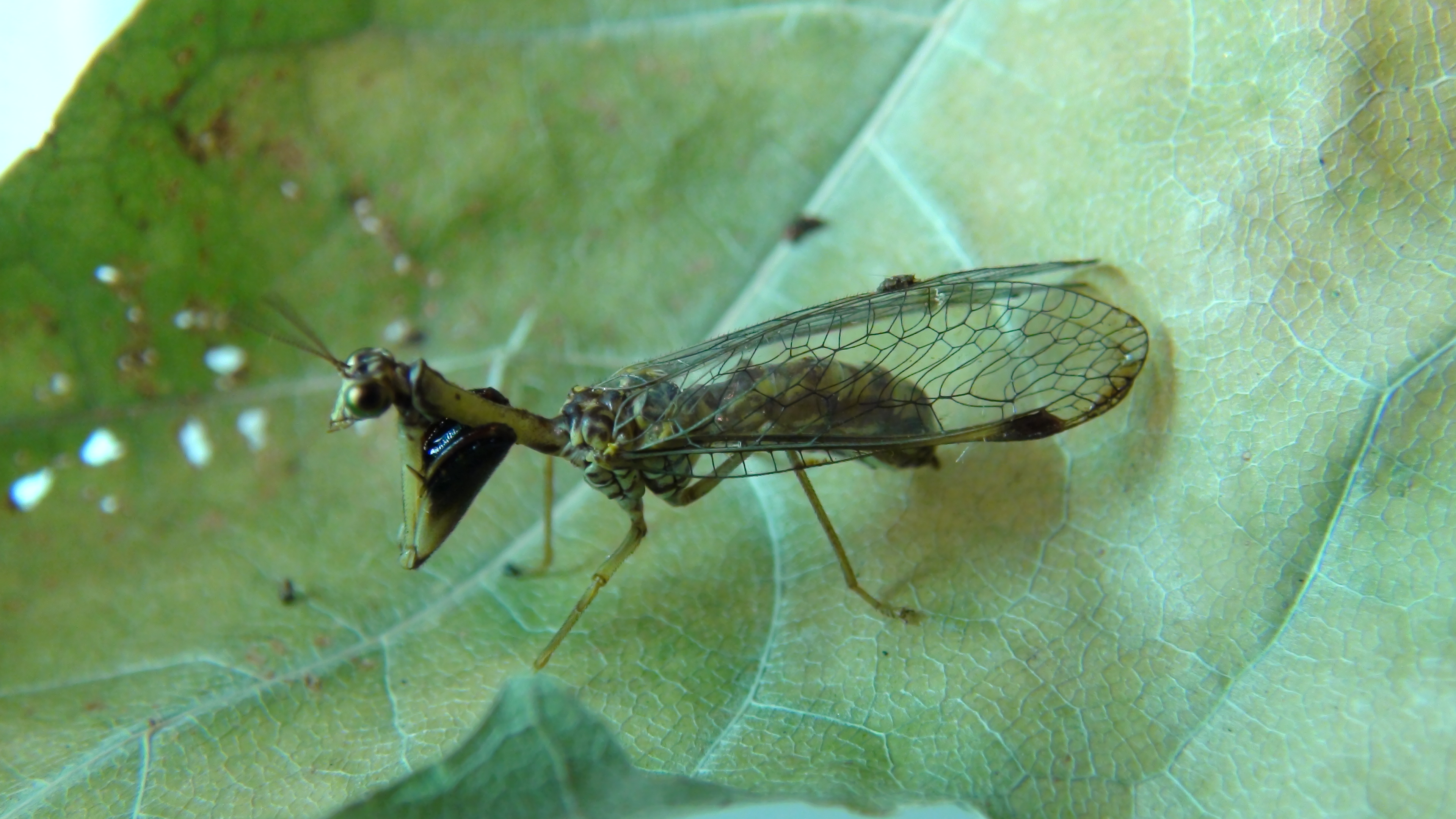 26062013155104 1056 art 896 mantispa st