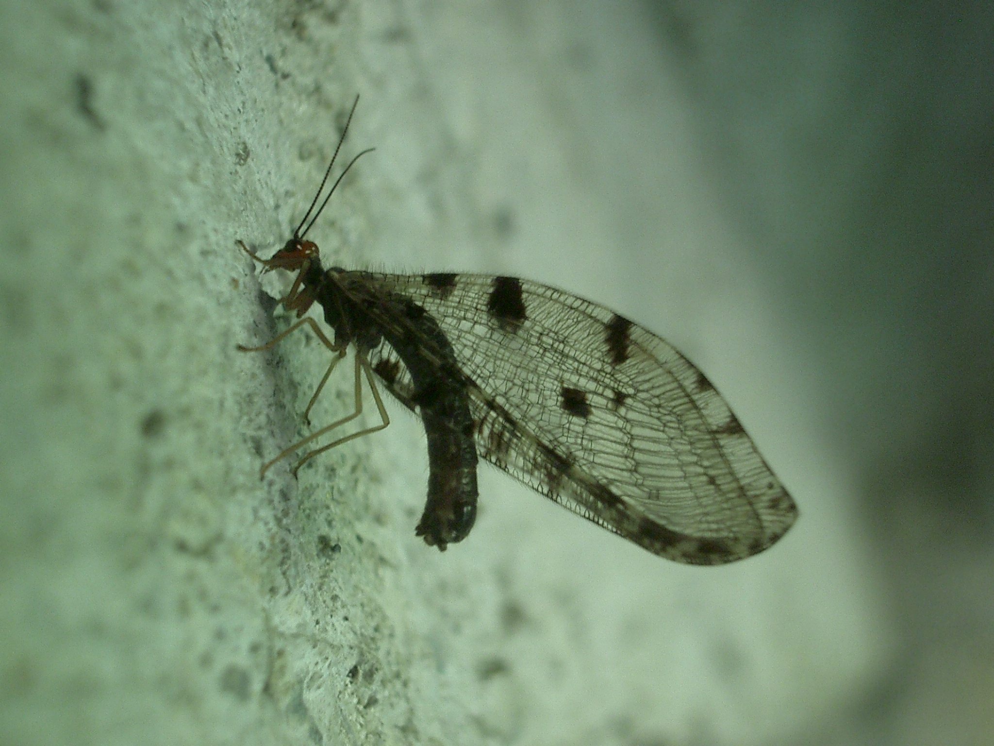 26062013155504 1057 art 895 osmylus fulvicephalus