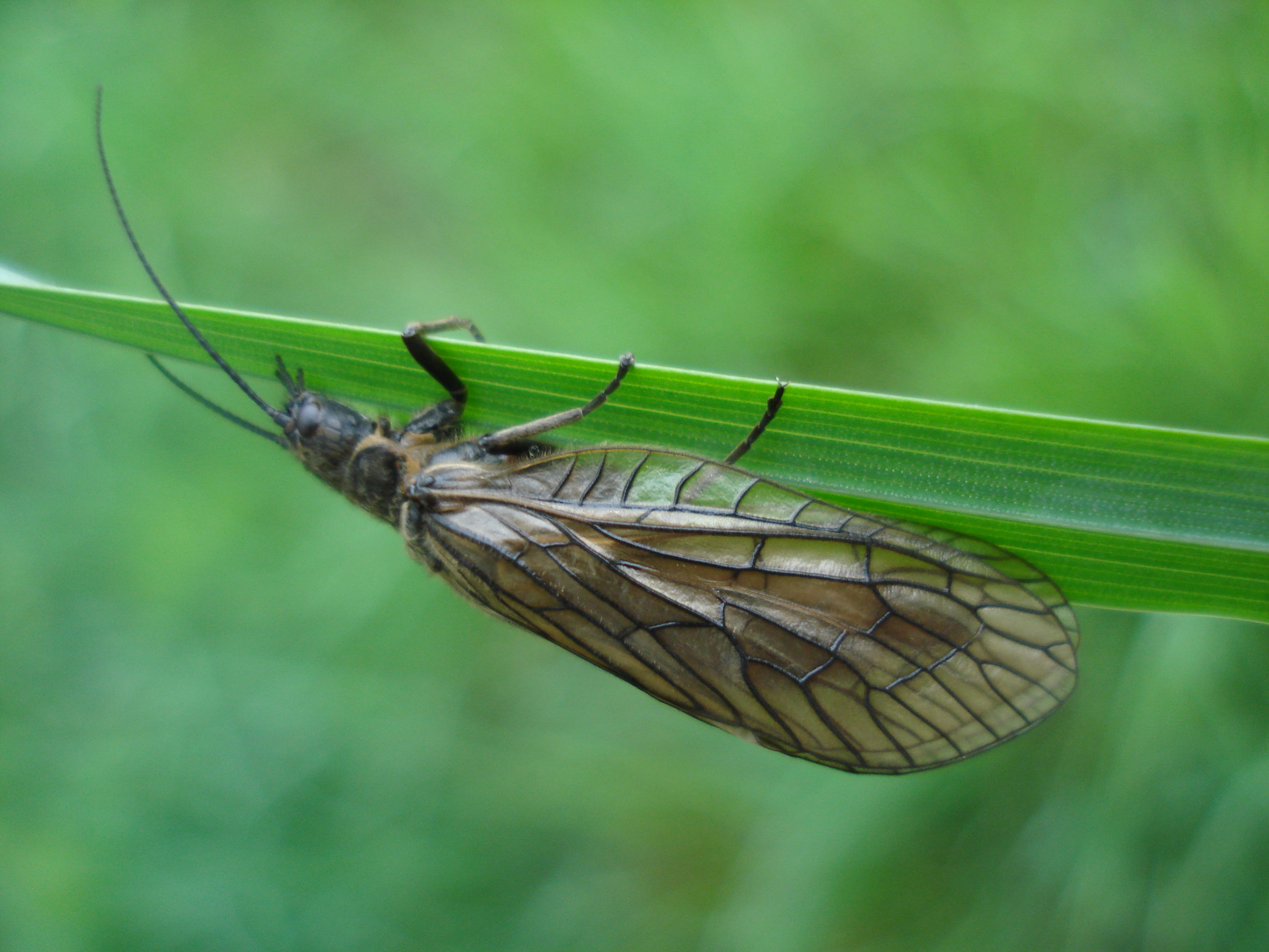 26062013160953 1058 art 908 sialis fuliginosa