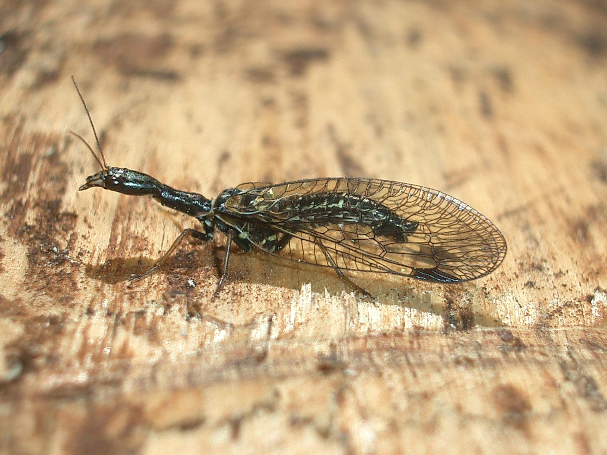 26062013161628 1059 art 897 kamelhalsfliege