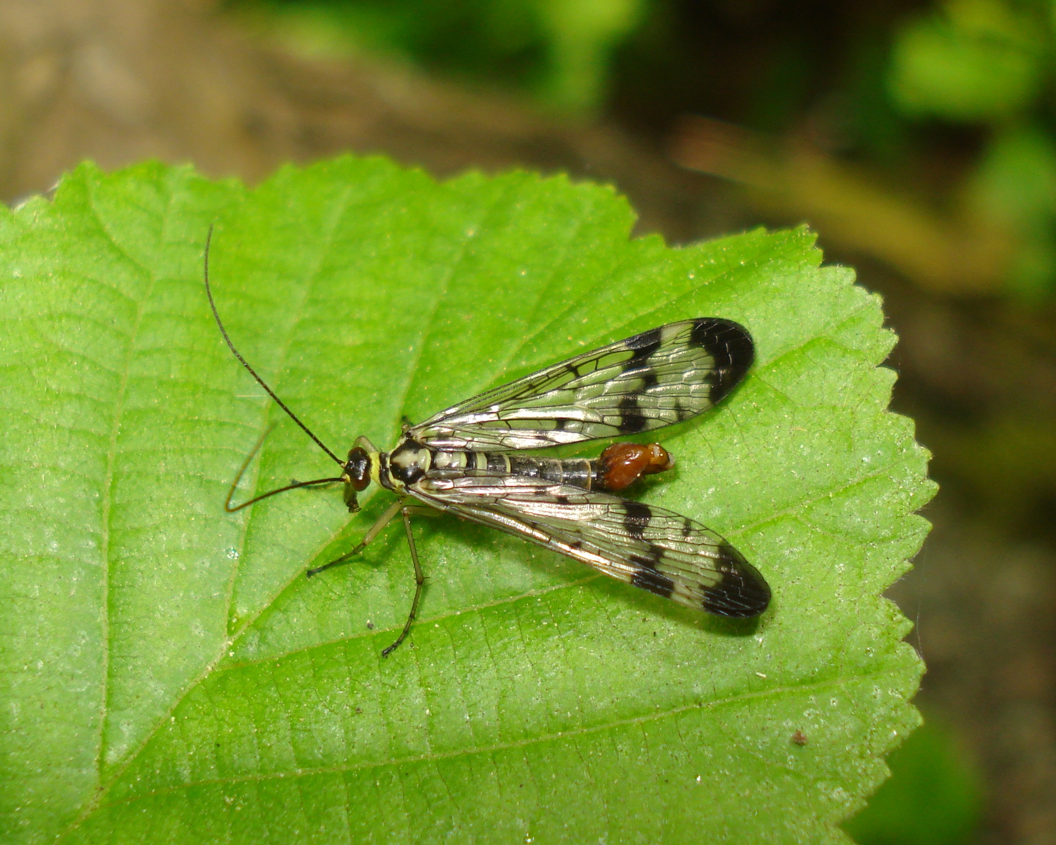 26062013162223 1060 art 919 pan.vulgaris