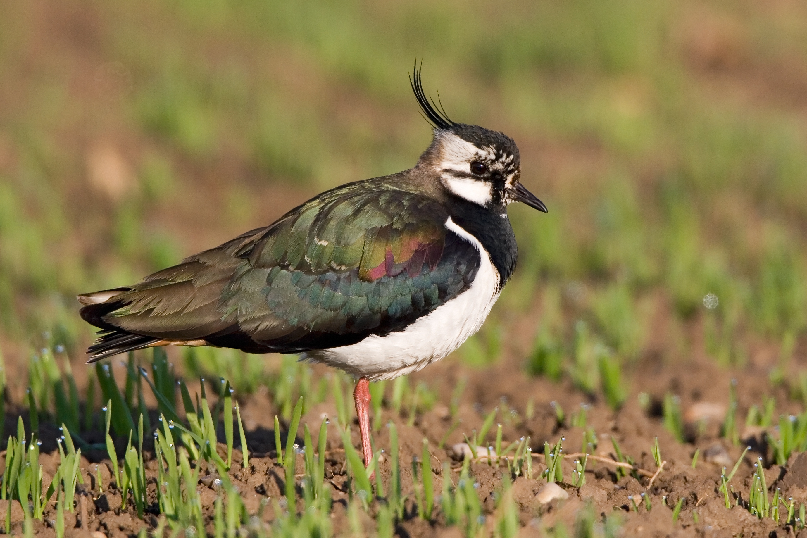 26082013180758 1611 art 1275 kiebitz