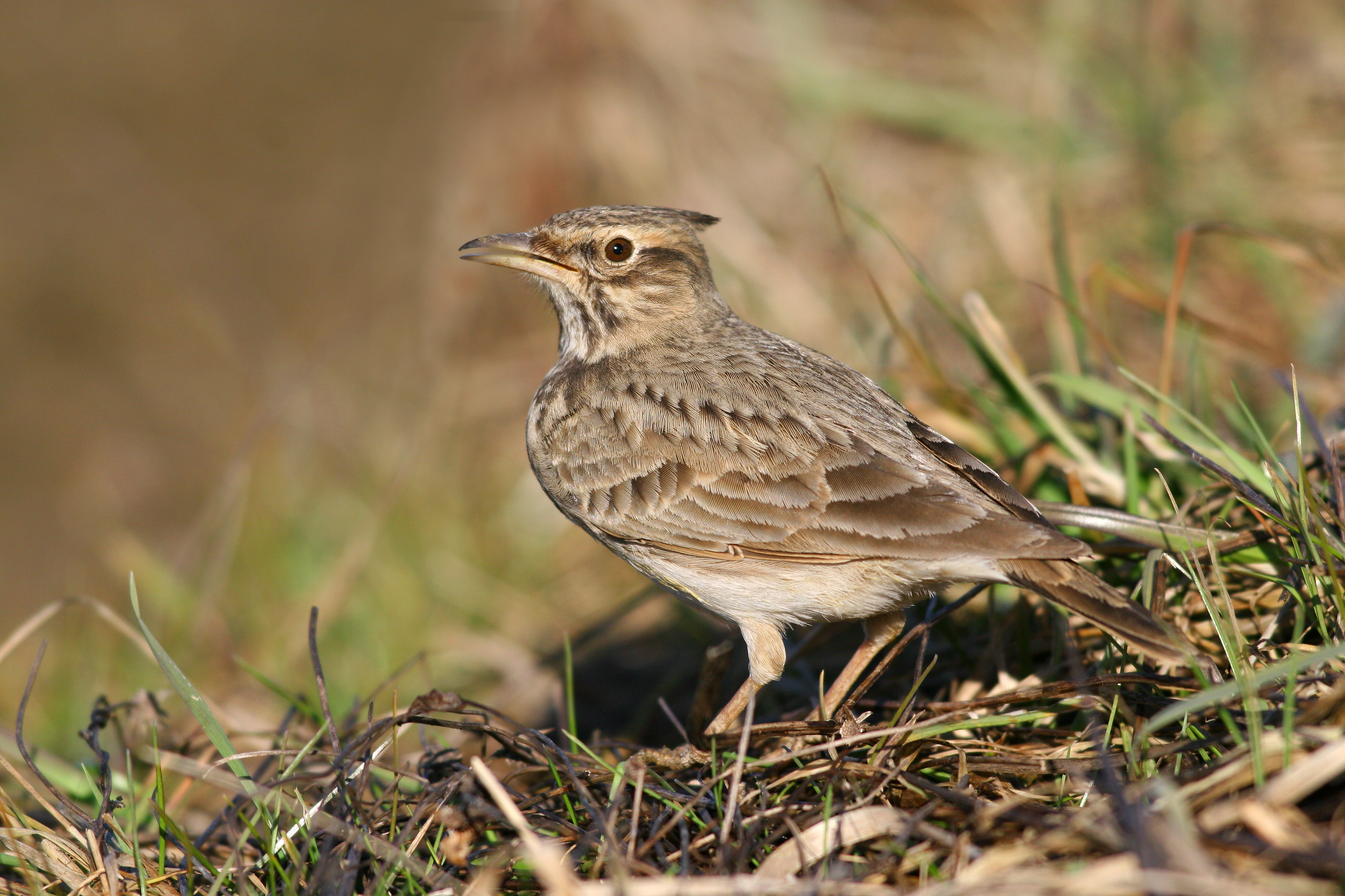 26082013181446 1612 art 1276 haubenlerche