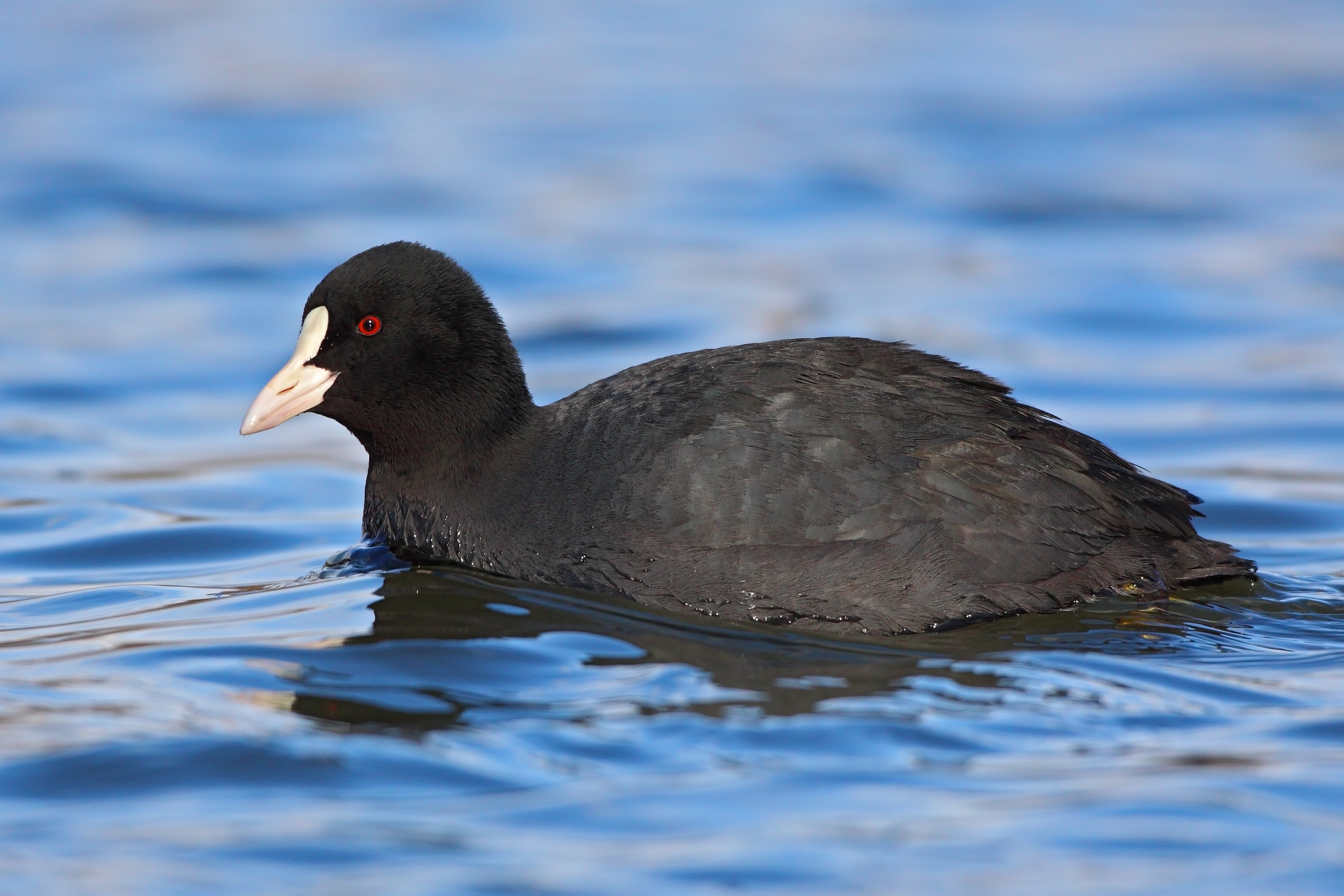 26082013182243 1613 art 1277 blashuhn