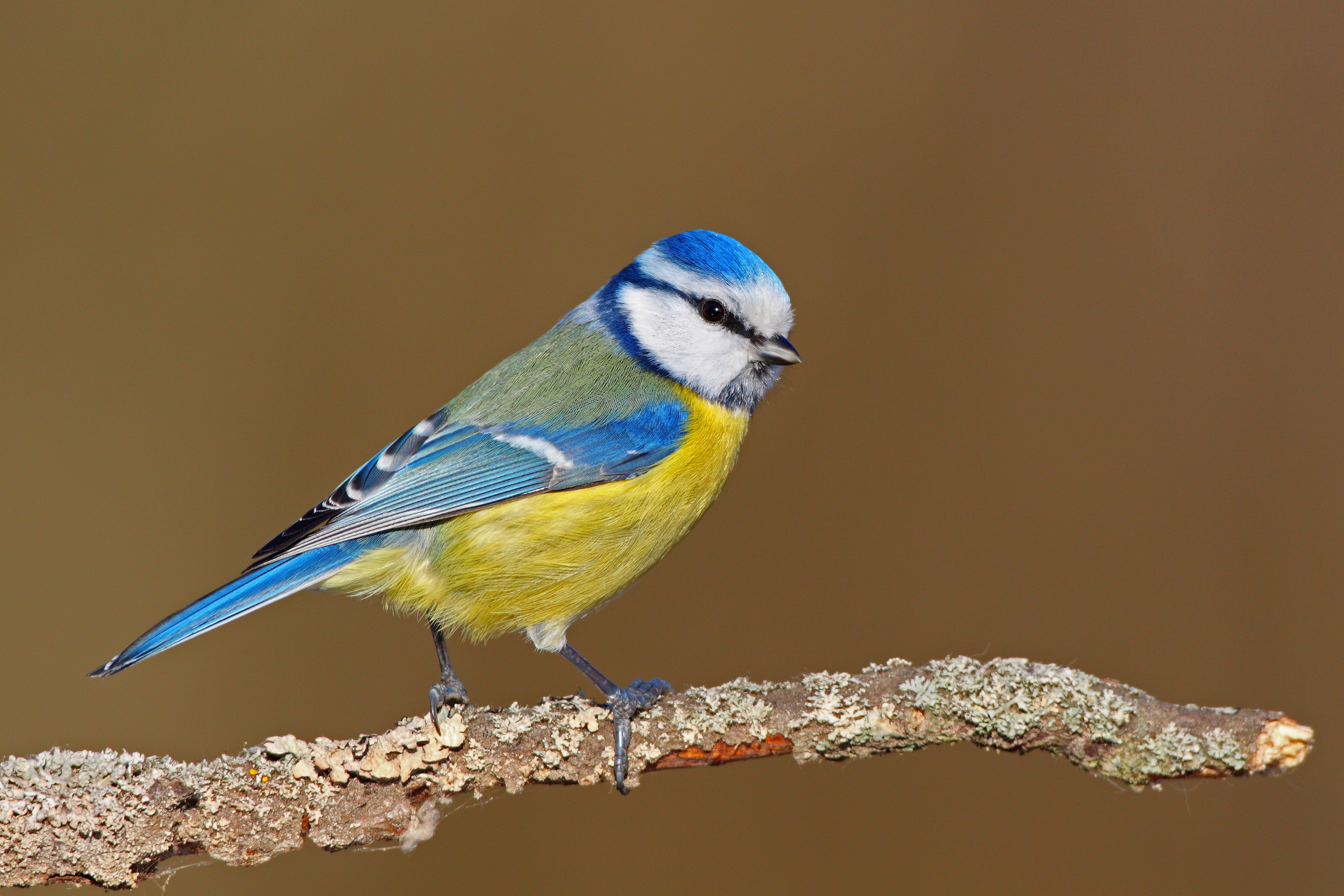 26082013182713 1614 art 1278 blaumeise