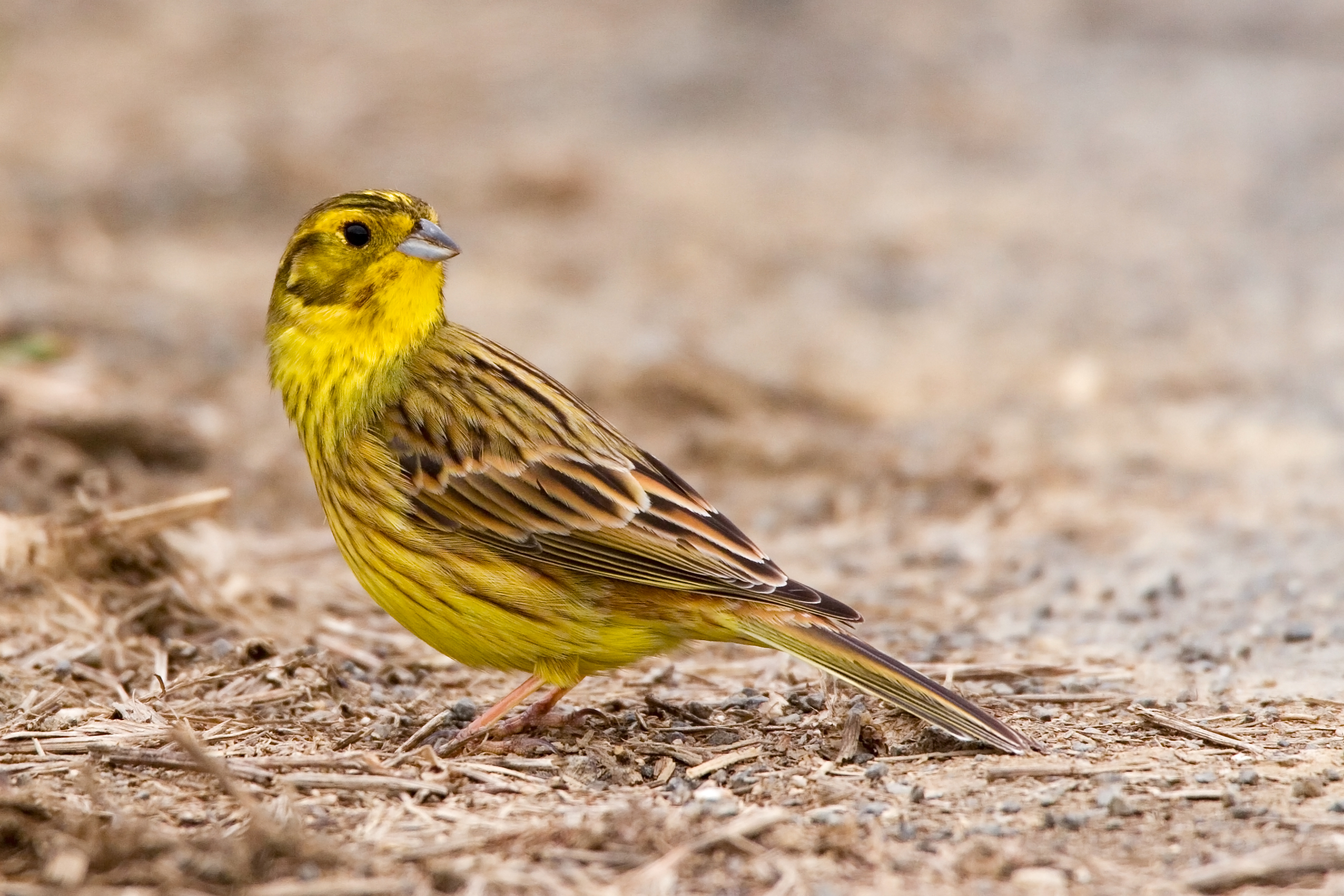 26082013183143 1615 art 1279 goldammer