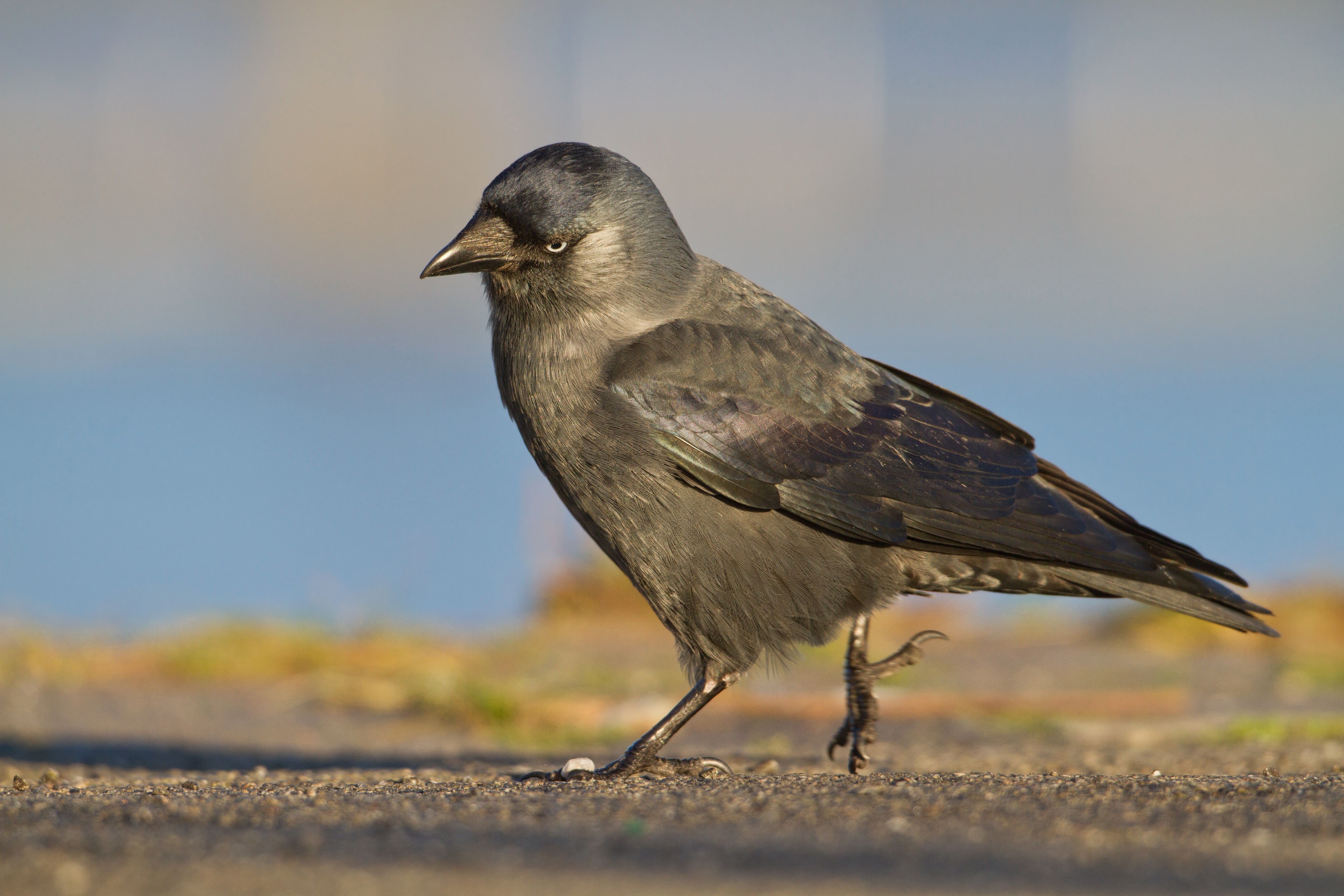 26082013184005 1616 art 1281 dohle