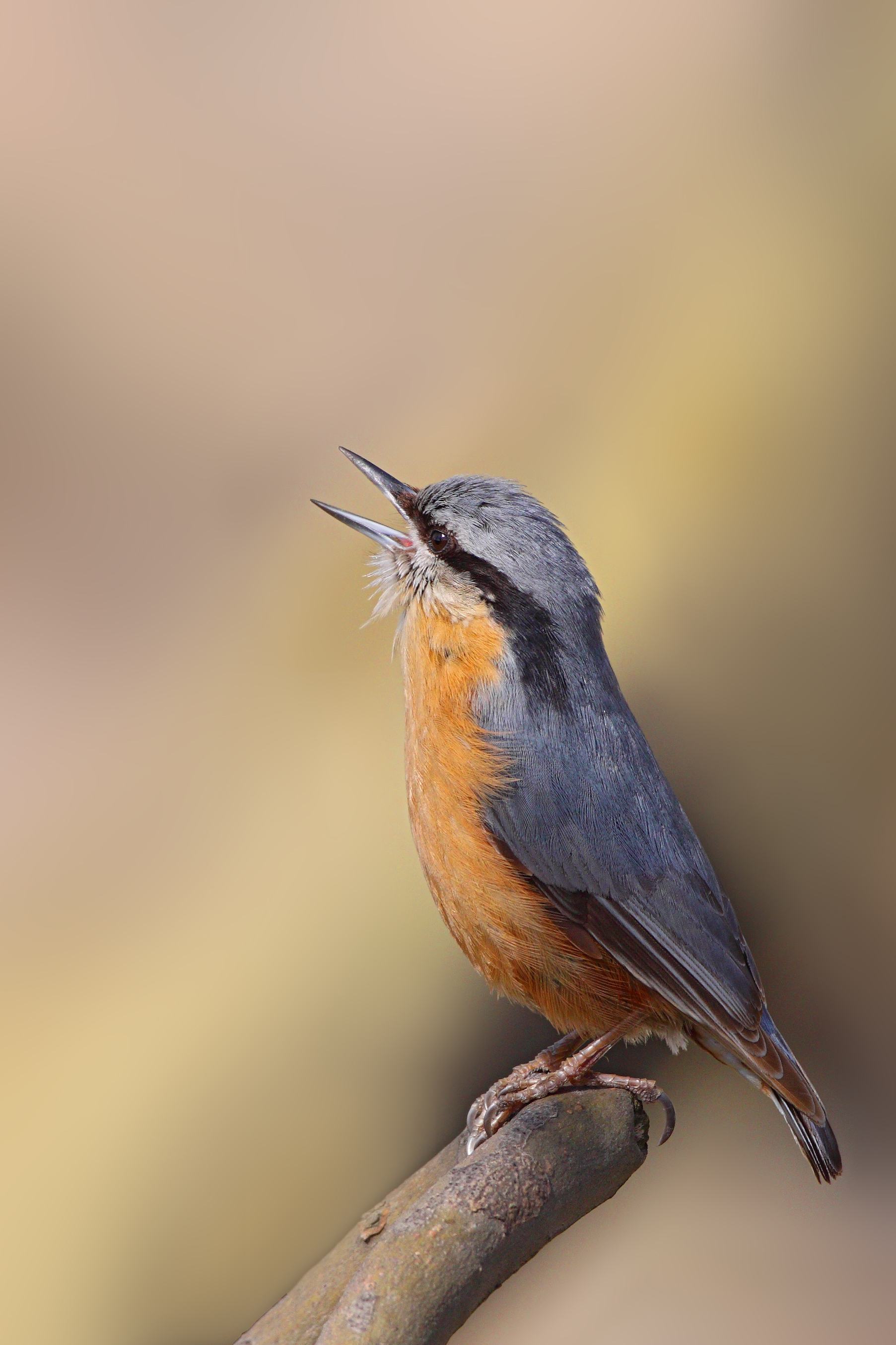 26082013184455 1617 art 1280 kleiber