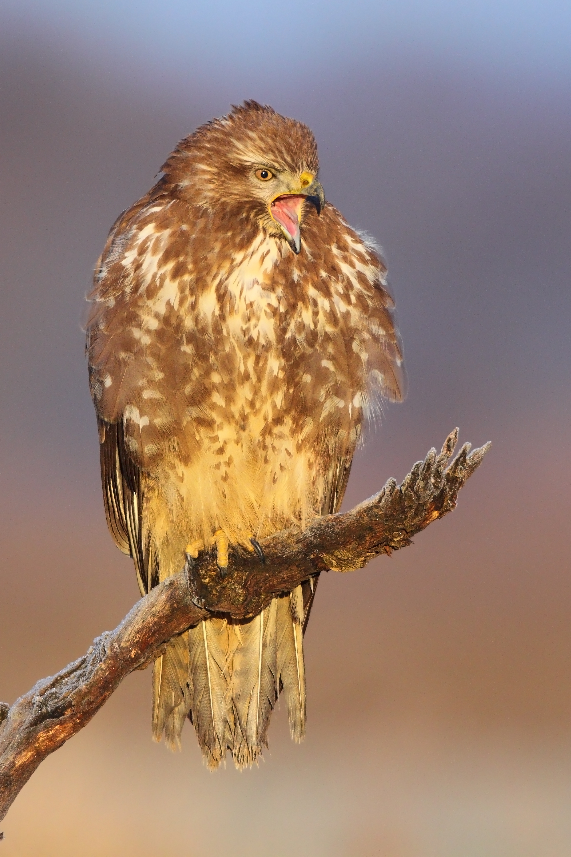 26082013185257 1618 art 1282 mausebussard