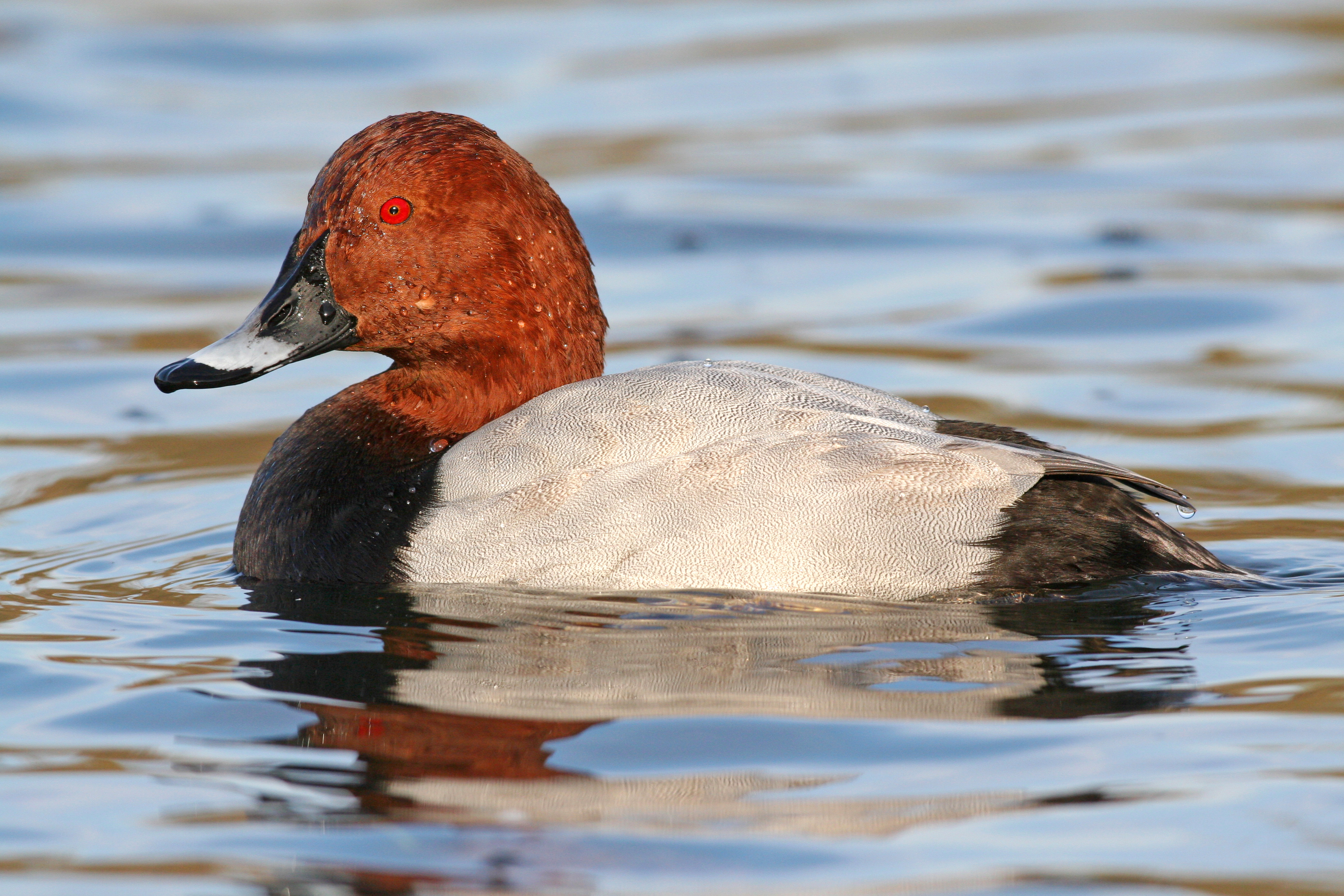 26082013190004 1619 art 1283 tafelente