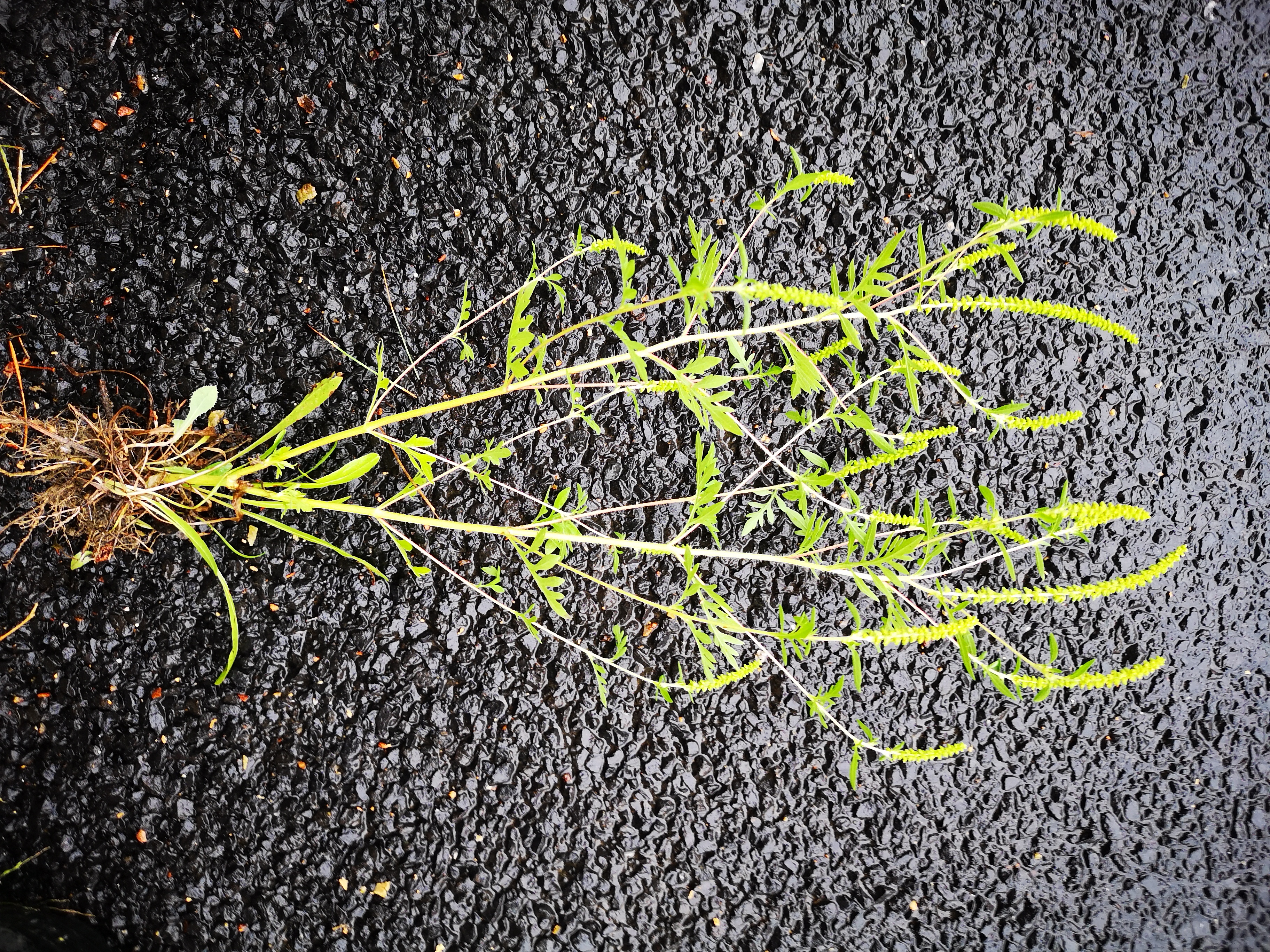 26082018193243 3850 art 709 img 20180825 092909