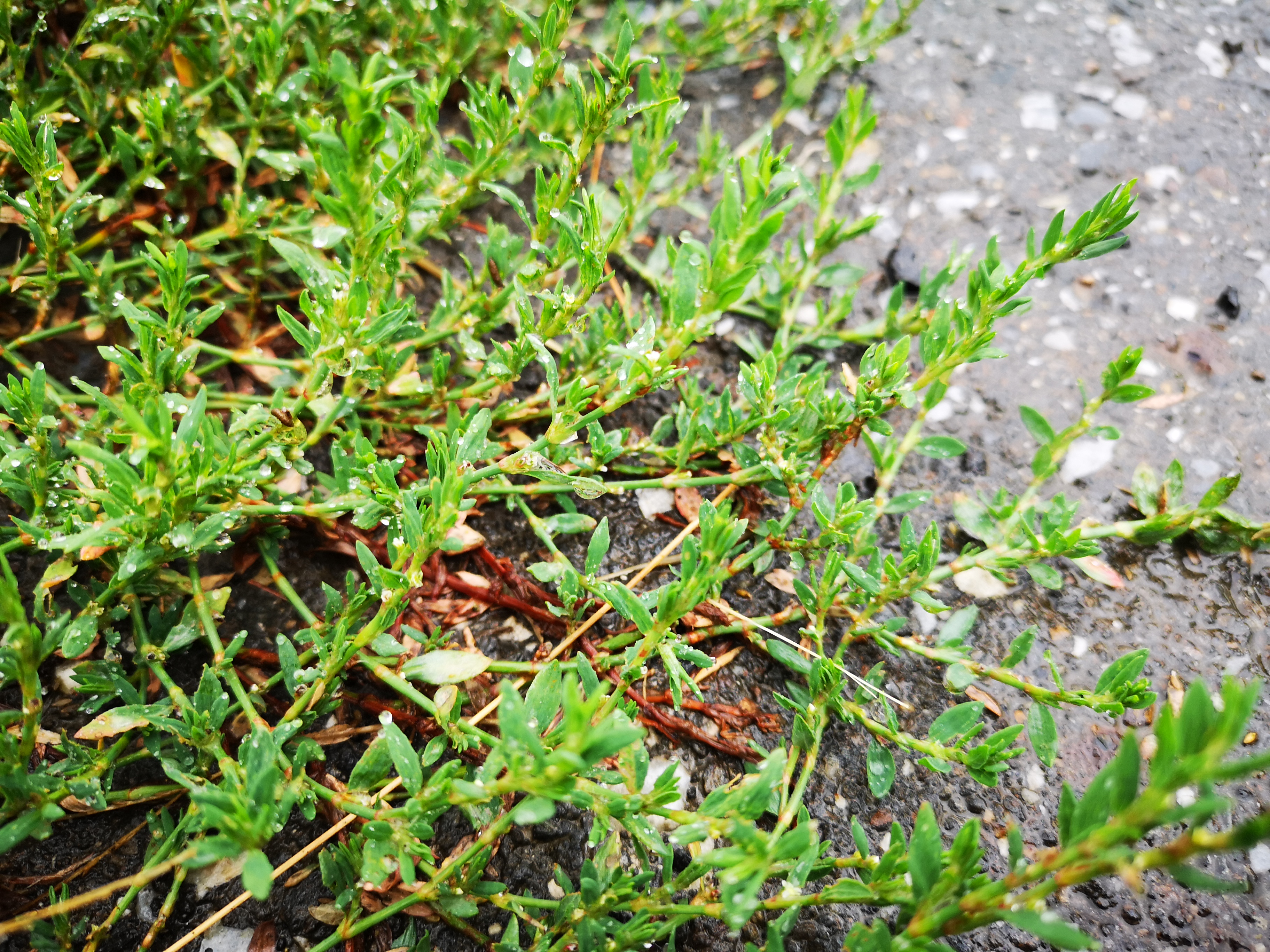 26082018194543 3851 art 2285 img 20180825 094402