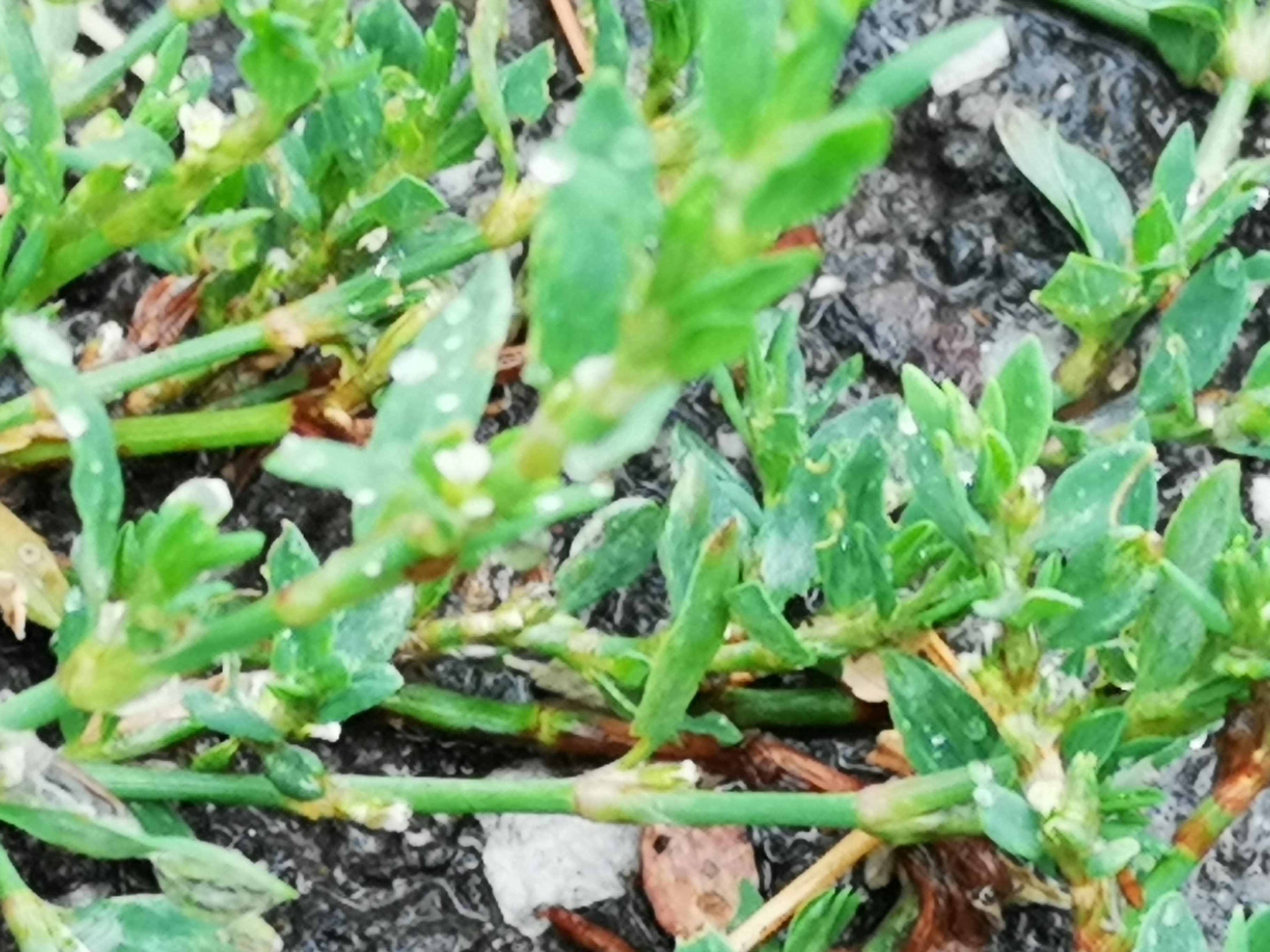 26082018194641 3852 art 2285 img 20180825 094427