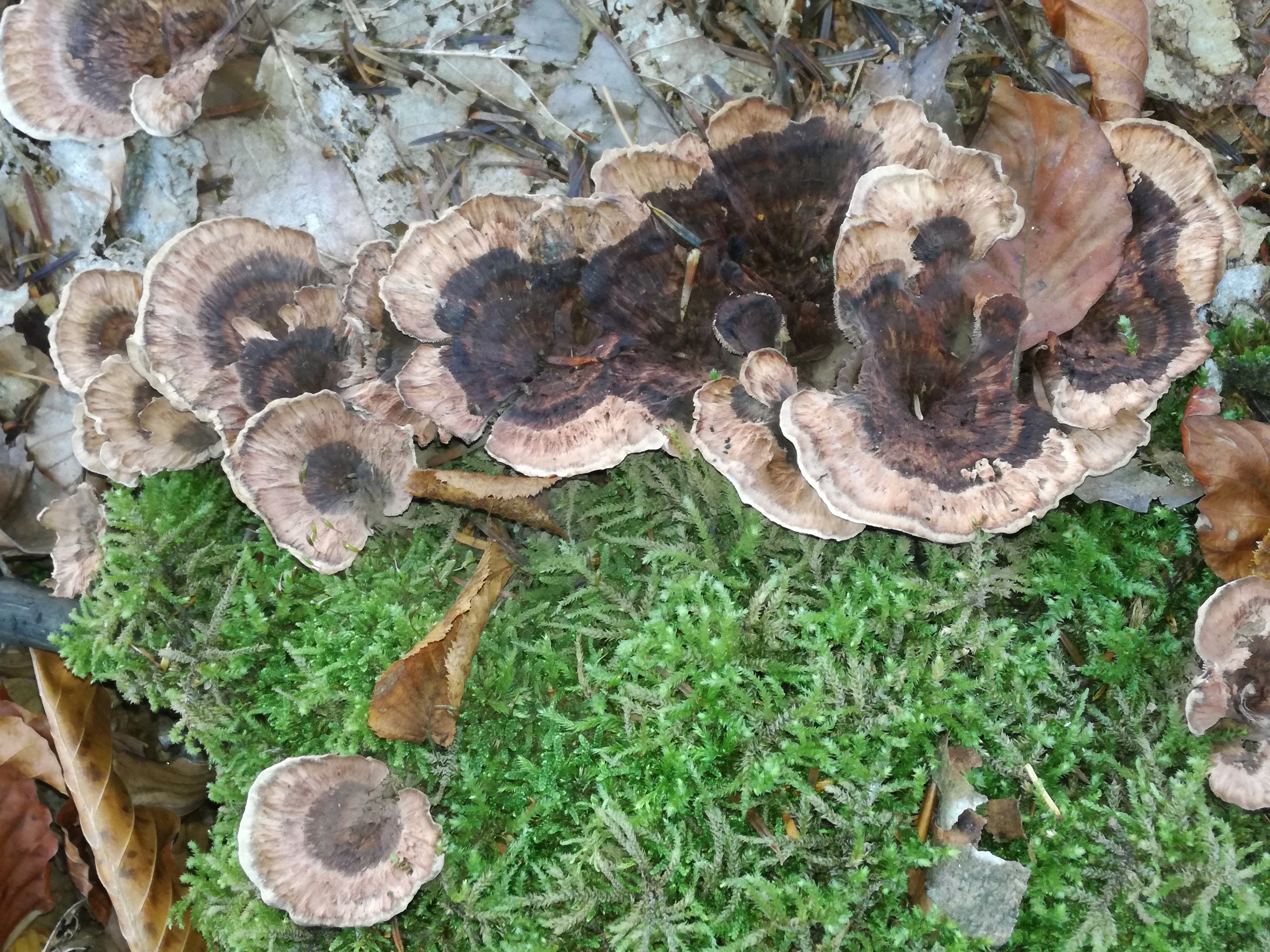 26102017163045 3160 art 1898 img 20171013 145808 2