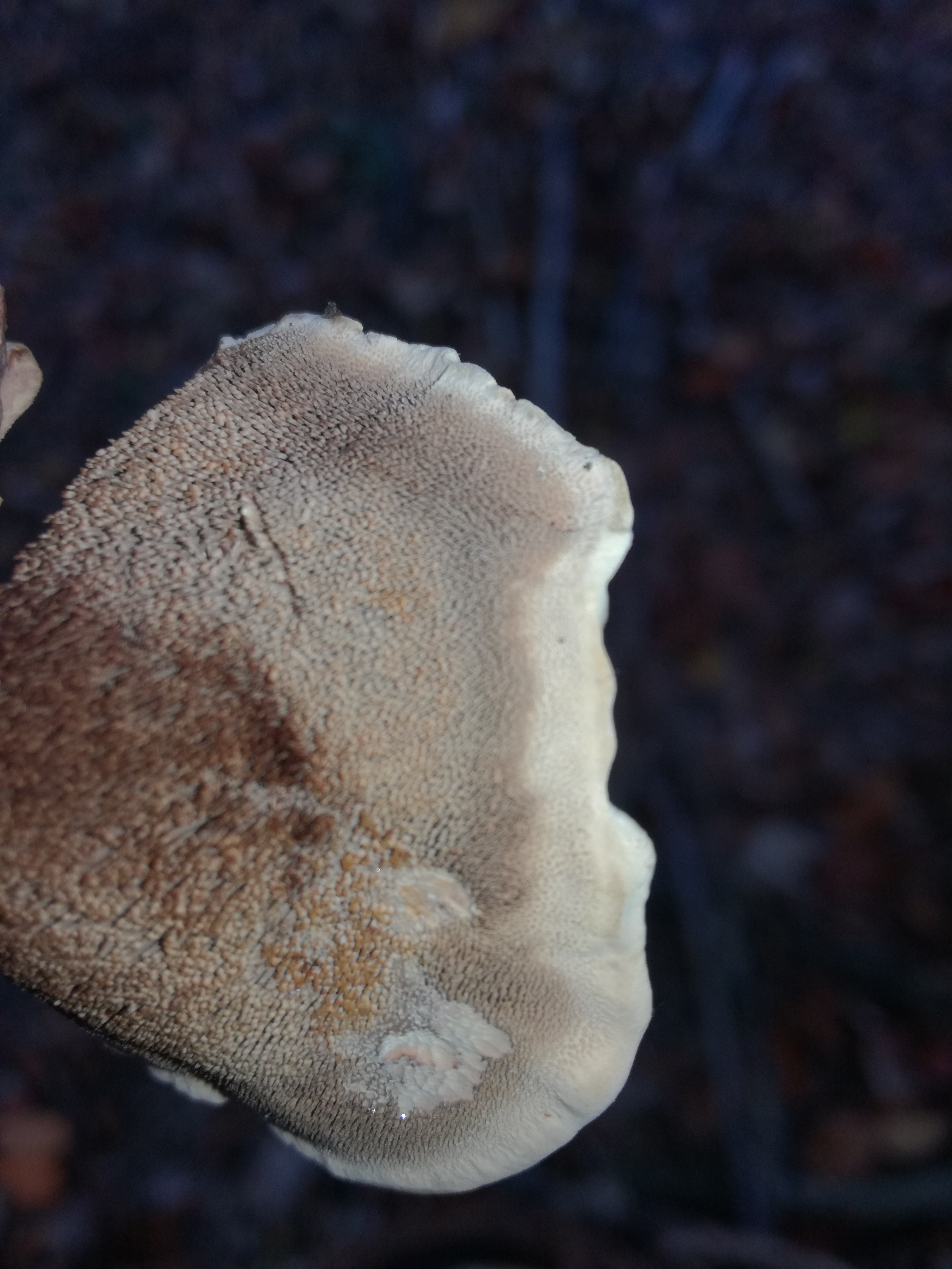 26102017163406 3161 art 1898 img 20171013 151021