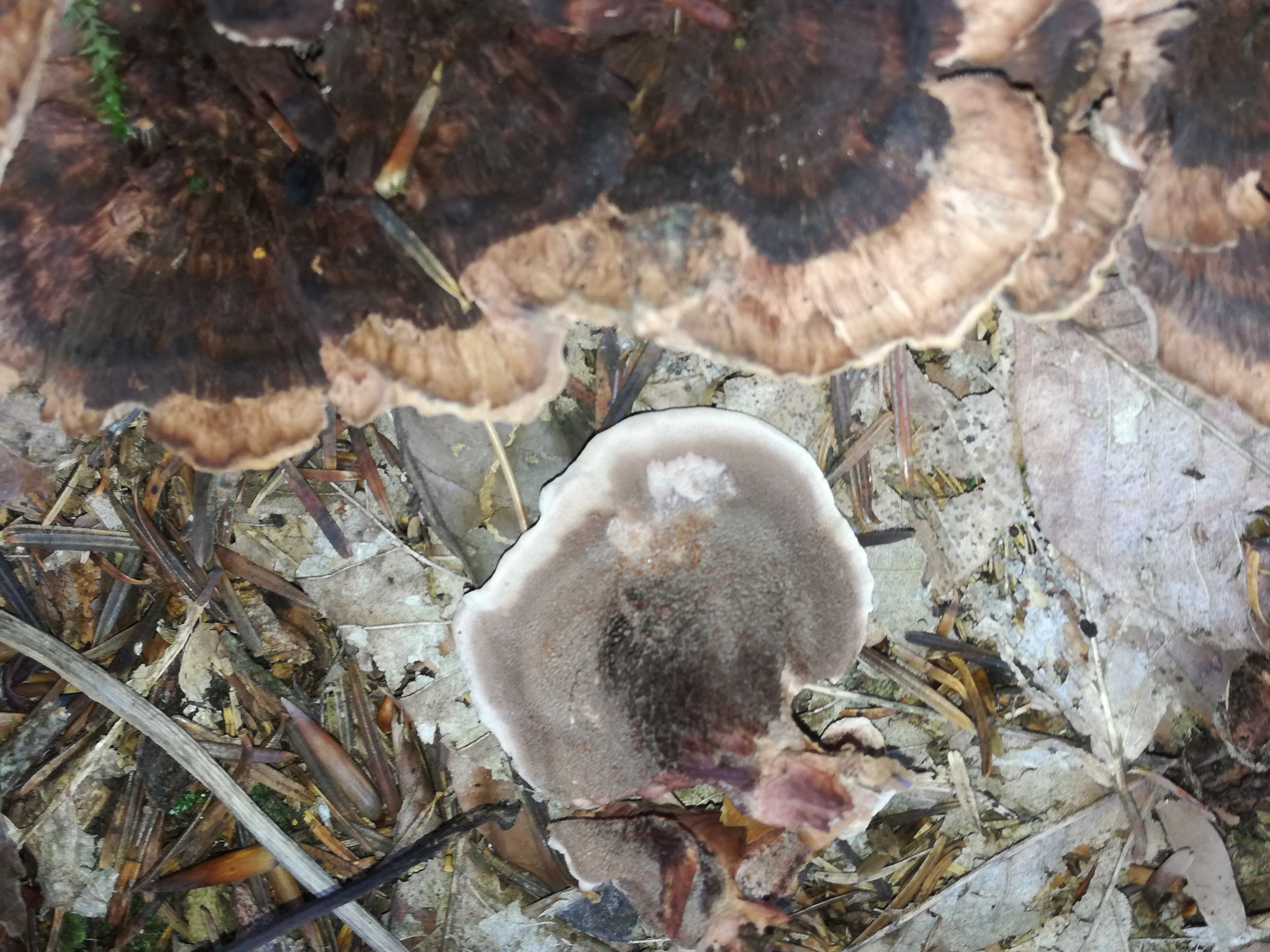 26102017164217 3162 art 1898 img 20171013 150956