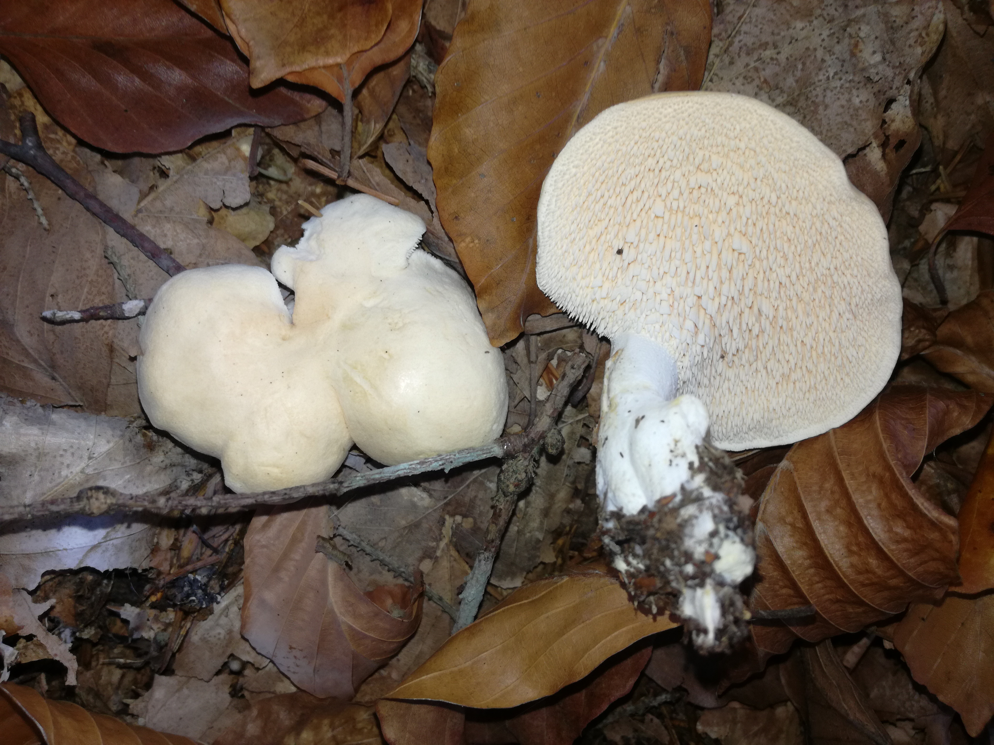 26102017165824 3163 art 1899 img 20171013 152815