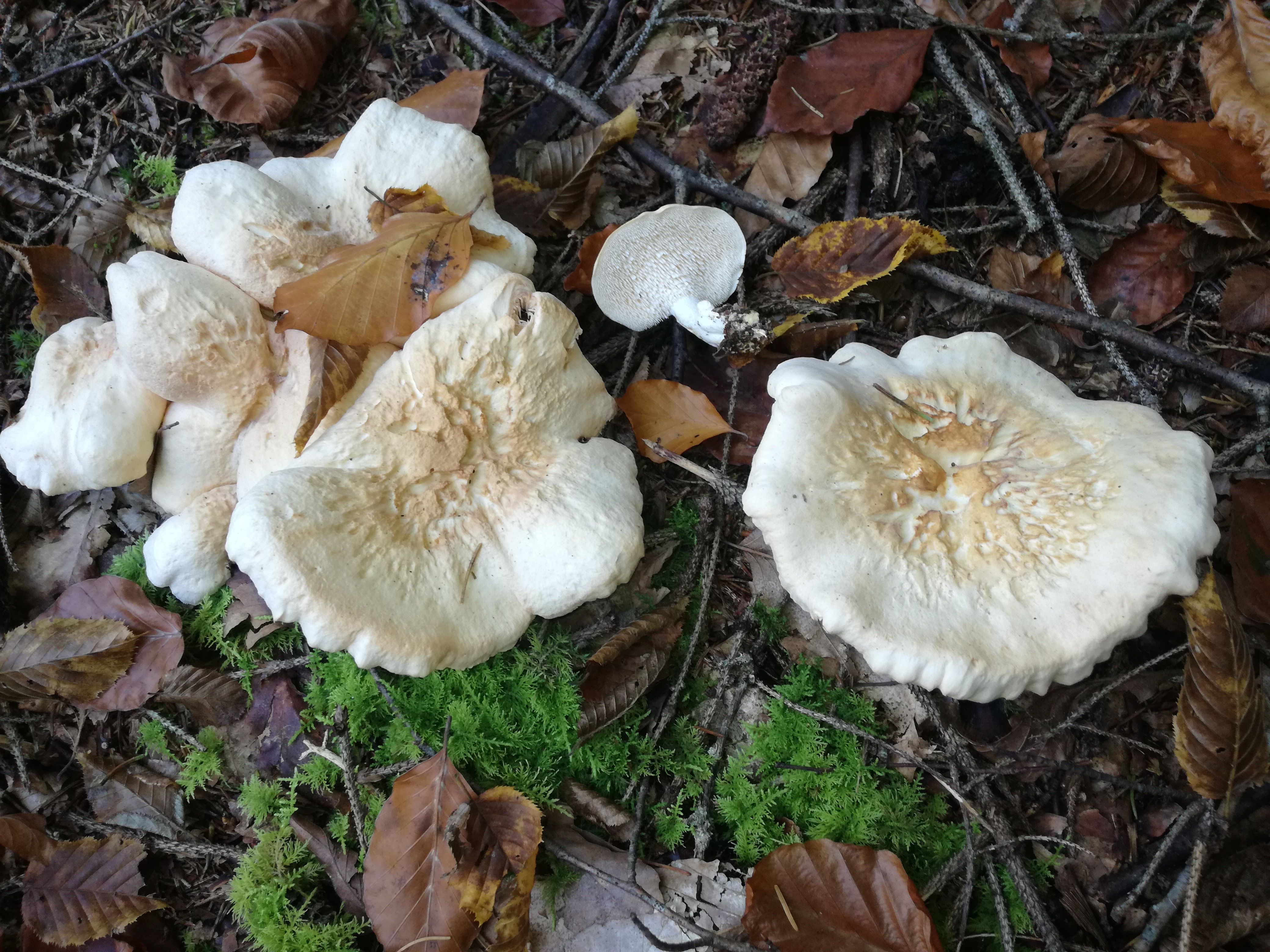 26102017170024 3164 art 1899 img 20171013 153022